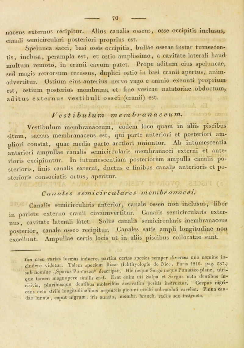 nacens externus recipitur. Alius canalis osseus, osse occipitis inclusus, canali semicirculari posteriori proprius est. Spelunca sacci, basi ossis occipitis, bullae osseae instar tumescen- tis, inclusa, perampla est, et ostio amplissimo, a cavitate laterali haud multum remoto, in cranii cavum patet. Prope aditum eius speluncae, sed magis retrorsum recessus, duplici ostio in basi cranii apertus, anim- advertitur. Ostium eius anterius nervo vago e cranio exeunti proprium est, ostium posterius membrana et fine vesicae natatoriae obductum, aditus externus vestibuli ossei (cranii) est. • * , r f ; ■ k Vestibulum me m b r a na c e u m. ' * ; t ’ 1 - r • . Vestibulum membranaceum, eodem loco quam in aliis piscibus situm, saccus membranaceus est, qui parte anteriori et posteriori am- * ^ pliori constat, quae media parte arctiori uniuntur. Ab intumescentia anteriori ampullae canalis semicircularis membranacei externi et ante- rioris excipiuntur. In intumescentiam posteriorem ampulla canalis po- sterioris, finis canalis externi, ductus e finibus canalis anterioris et po- sterioris consociatis ortus, aperitur. ' .i v >■ f ' > c • . oi l t -* C anale s semicirculares membrdnacei. Canalis semicircularis anterior, canale osseo non inclusus, liber in pariete externo cranii circumvertitur. Canalis semicircularis exter- nus, cavitate laterali latet. Solus canalis semicircularis membranaceus posterior, canale osseo recipitur. Canales satis ampli longitudine non excellunt. Ampullae certis locis ut in aliis piscibus collocatae sunt. tim casu Varias formas induere, parlim certas species semper diversas uno nomine in- cludere videtur. Talem speciem llisso (Ichthyologie de INice, Paris 1810. pag. 23/.) sub nomine „SparusTuntazzow descripsit. Hic neque Sargo neque Punlazzo plane, utii- que tamen magnopere similis erat* Erat enim uti Salpa et Sargus octo dentibus in- cisivis, pluribusque dentibus molaribus acervatim positis instructus. Corpus nigii- cans oclo striis longitudinalibus argenteis pictum ocello subcaudali carebat. Pinna cau- dae lunata, caput nigrum, iris aurata, membr. branch. radiis sex instructa.