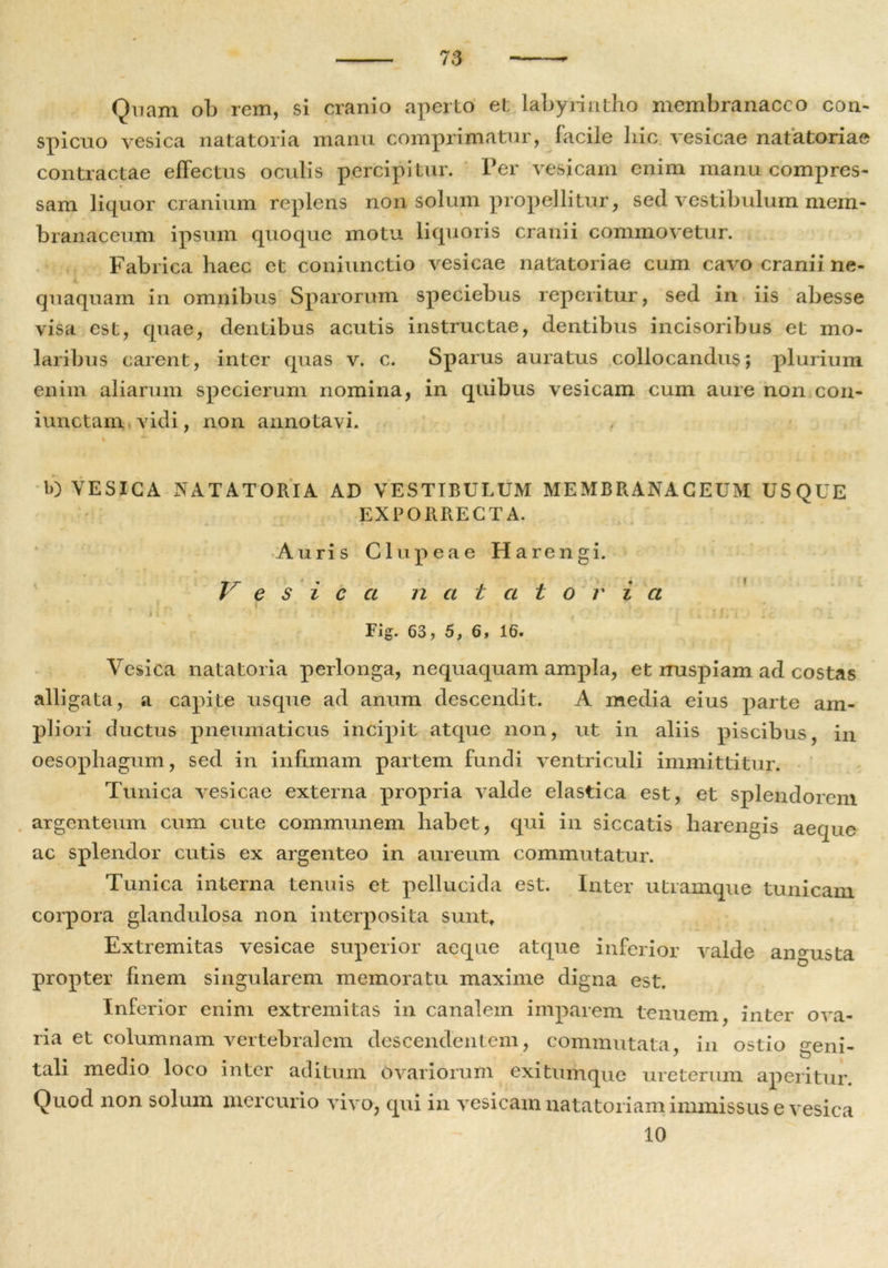 Quam ob rem, si cranio aperto et; labyrintho membranaceo con- spicuo vesica natatoria manu comprimatur, facile hic vesicae natatoriae contractae effectus oculis percipitur. Per vesicam enim manu compres- sam liquor cranium replens non solum propellitur, sed vestibulum mem- branaceum ipsum quoque motu liquoris cranii commovetur. Fabrica haec et coniunctio vesicae natatoriae cum cavo cranii ne- quaquam in omnibus Sparorum speciebus reperitur, sed in iis abesse visa est, quae, dentibus acutis instructae, dentibus incisoribus et mo- laribus carent, inter quas v. c. Sparus auratus collocandus; plurium enim aliarum specierum nomina, in quibus vesicam cum aure non con- iunctam vidi, non annotavi. b) VESICA NATATORIA AD VESTIBULUM MEMBRANACEUM USQUE EXPORRECTA. • * * «.J» m • • . . . > 1 « • -«• * ‘ * Auris Clupeae Harengi. Vesica natato r i a i • r ‘ii fr • r.- 1 ’ i f . i *iYi . ' £ Fig. 63, 5, 6, 16. Vesica natatoria perlonga, nequaquam ampla, et rruspiam ad costas alligata, a capite usque ad anum descendit. A media eius parte am- pliori ductus pneumaticus incipit atque non, ut in aliis piscibus, in oesophagum, sed in infimam partem fundi ventriculi immittitur. Tunica vesicae externa propria valde elastica est, et splendorem argenteum cum cute communem habet, qui in siccatis harengis aeque ac splendor cutis ex argenteo in aureum commutatur. Tunica interna tenuis et pellucida est. Inter utramque tunicam corpora glandulosa non interposita sunt» Extremitas vesicae superior aeque atque inferior valde angusta propter finem singularem memoratu maxime digna est. Inferior enim extremitas in canalem imparem tenuem, inter ova- ria et columnam vertebralem descendentem, commutata, in ostio geni- tali medio loco inter aditum ovariorum exitumque ureterum aperitur. Quod non solum mercurio vivo, qui in vesicam natatoriam immissus e vesica 10