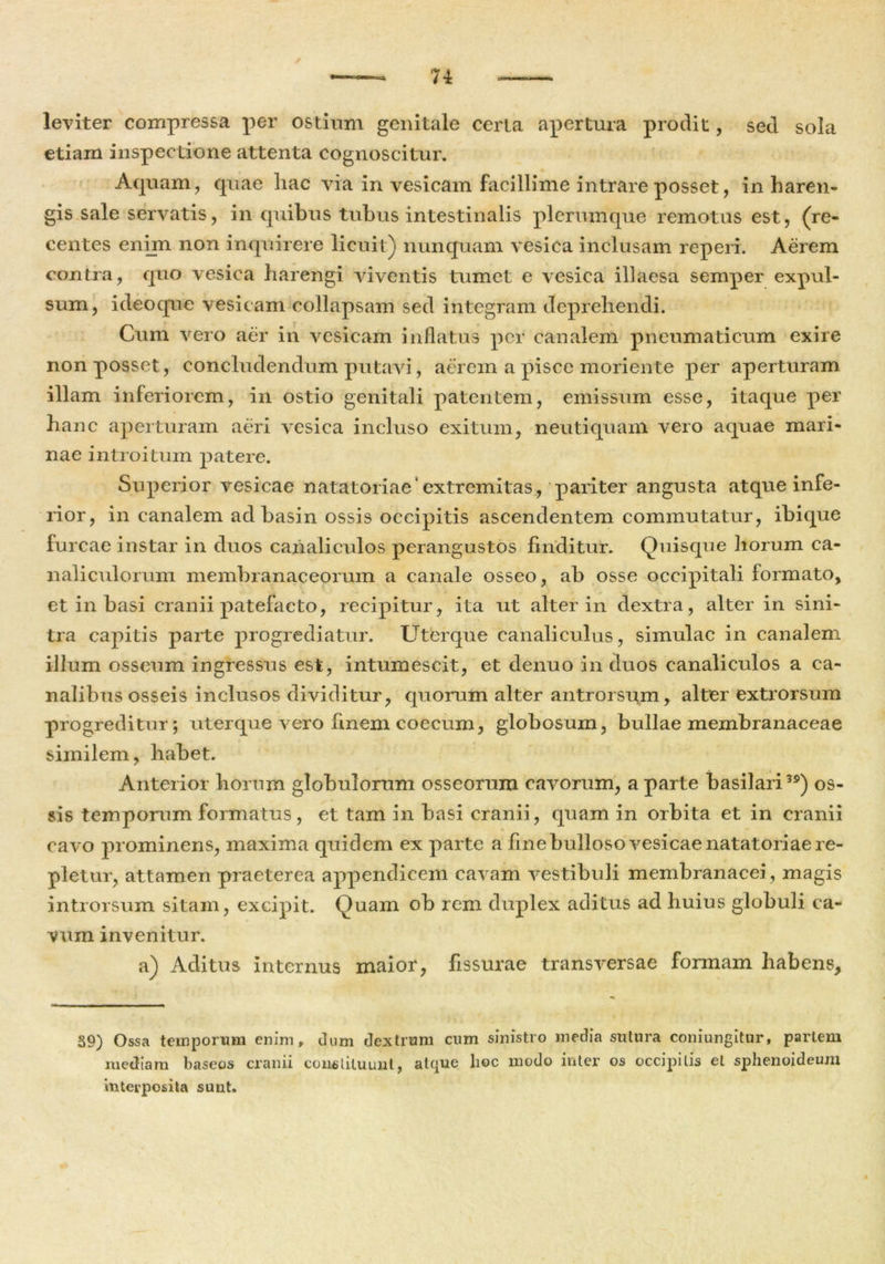 leviter compressa per ostium genitale certa apertura prodit, sed sola etiam inspectione attenta cognoscitur. Aquam, quae hac via in vesicam facillime intrare posset, in haren- gis sale servatis, in quibus tubus intestinalis plerumque remotus est, (re- centes enim non inquirere licuit) nunquam vesica inclusam reperi. Aerem contra, quo vesica harengi viventis tumet e vesica illaesa semper expul- sum, ideoque vesicam collapsam sed integram deprehendi. Cum vero aer in vesicam inflatus per canalem pneumaticum exire non posset, concludendum putavi, aerem a pisce moriente per aperturam illam inferiorem, in ostio genitali patentem, emissum esse, itaque per hanc aperturam aeri vesica incluso exitum, neutiquam vero aquae mari- nae introitum patere. Superior vesicae natatoriae'extremitas, pariter angusta atque infe- rior, in canalem ad basin ossis occipitis ascendentem commutatur, ibique furcae instar in duos canaliculos perangustos finditur. Quisque horum ca- naliculorum membranaceorum a canale osseo, ab osse occipitali formato, et in basi cranii patefacto, recipitur, ita ut alter in dextra, alter in sini- tra capitis parte progrediatur. Uterque canaliculus, simulae in canalem illum osseum ingressus est, intumescit, et denuo in duos canaliculos a ca- nalibus osseis inclusos dividitur, quorum alter antrorsum, alter extrorsum progreditur; uterque vero fmem coecum, globosum, bullae membranaceae similem, habet. Anterior horum globulorum osseorum cavorum, a parte basilari39) os- sis temporum formatus, et tam in basi cranii, quam in orbita et in cranii cavo prominens, maxima quidem ex parte a fine bulloso vesicae natatoriae re- pletur, attamen praeterea appendicem cavam vestibuli membranacei , magis introrsum sitam, excipit. Quam ob rem duplex aditus ad huius globuli ca- vum invenitur. a) Aditus internus maior, fissurae transversae formam habens. 39) Ossa temporum enim, dum dextrum cum sinistro media sutura coniungitur, pariem mediam baseos cranii constituunt, atque lioc modo inter os occipitis et sphenoideum interposita sunt.