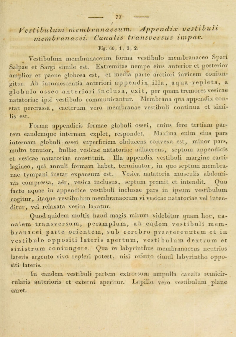 Vestibulum membranaceum. Appendix vestibuli membranacei. Canalis transversus impar. Fi* 66, 1, 3, 2. Vestibulum membranaceum forma vestibulo membranaceo Spaii Salpae et Sargi simile est. Extremitas nempe eius anterior et posterior amplior et paene globosa est, et media parte arctiori invicem coniun- gitur. Ab intumescentia anteriori appendix illa, aqua repleta, a globulo osseo anteriori inclusa, exit, per quam tremores vesicae natatoriae ipsi vestibulo communicantur. Membrana qua appendix con- stat percrassa , caeterum vero membranae vestibuli continua et simi- lis est. Forma appendicis formae globuli ossei, cuius fere tertiam par- tem eandemque internam explet, respondet. Maxima enim eius pars internam globuli ossei superficiem obducens convexa est, minor pars, multo tenuior, bullae vesicae natatoriae adhaerens, septum appendicis et vesicae natatoriae constituit.. Illa appendix vestibuli margine carti- lagineo, qui annuli formam habet, terminatur, in quo septum membra- nae tympani instar expansum est.. Vesica natatoria musculis abdomi- nis compressa, aer, vesica inclusus, septum premit et intendit. Quo facto aquae in appendice vestibuli inclusae pars in ipsum vestibulum cogitur, itaque vestibulum membranaceum vi vesicae natatoriae vel inten- ditur, vel relaxata vesica laxatur. Quod quidem multis haud magis mirum videbitur quam hoc, ca- nalem transversum, peramplum, ab eadem vestibuli mem- branacei parte orientem, sub cerebro praetereuntem et in vestibulo oppositi lateris apertum, vestibulum dextrum et sinistrum coniungere. Qua re labyrinthus membranaceus neutrius lateris argento vivo repleri potest, nisi referto simul labyrintho oppo- siti lateris. In eandem vestibuli partem extrorsum ampulla cana]is semicir- cularis anterioris et externi aperitur. Lapillo vero vestibulum plane caret.