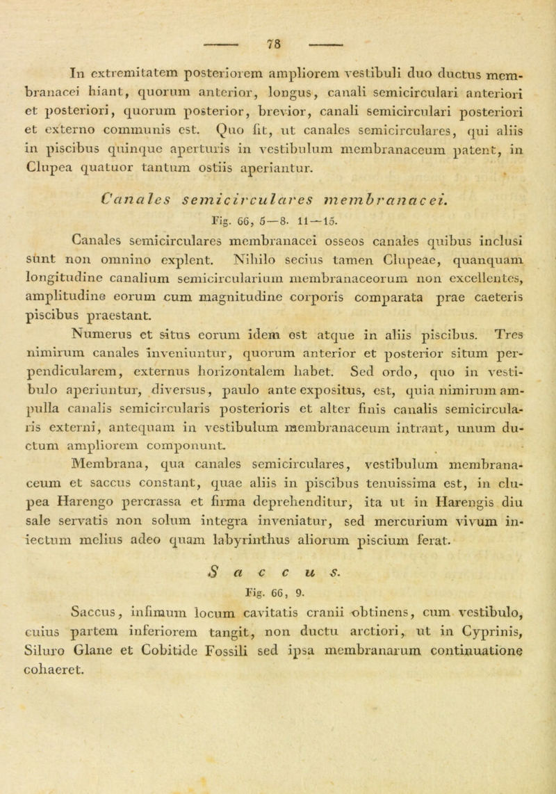 In extremitatem posteriorem ampliorem vestibuli duo ductus mem- branacei hiant, quorum anterior, longus, canali semicirculari anteriori et posteriori, quorum posterior, brevior, canali semicirculari posteriori et externo communis est. Quo fit, ut canales semicirculares, qui aliis in piscibus quinque aperturis in vestibulum membranaceum patent, in Clupea quatuor tantum ostiis aperiantur. Canales semicirculares membrccncic ei. Fig. 66, 5 — 8. 11 — 15. Canales semicirculares membranacei osseos canales quibus inclusi sunt non omnino explent. Nihilo secius tamen Clupeae, quanquam longitudine canalium semicircularium membranaceorum non excellentes, amplitudine eorum cum magnitudine corporis comparata prae caeteris piscibus praestant. Numerus et situs eorum idem est atque in aliis piscibus. Tres nimirum canales inveniuntur, quorum anterior et posterior situm per- pendicularem, externus horizontalem habet. Sed ordo, quo in vesti- bulo aperiuntur, diversus , paulo ante expositus, est, quia nimirum am- pulla canalis semicircularis posterioris et alter linis canalis semicircula- ris externi, antequam in vestibulum membranaceum intrant, unum du- ctum ampliorem componunt. Membrana, qua canales semicirculares, vestibulum membrana- ceum et saccus constant, quae aliis in piscibus tenuissima est, in clu- pea Harengo percrassa et lirma deprehenditur, ita ut in Harengis diu sale servatis non solum integra inveniatur, sed mercurium vivum in- iectum melius adeo quam labyrinthus aliorum piscium ferat. S a c c u S. Fig. 66, 9. Saccus, infimum locum cavitatis cranii obtinens, cum vestibulo, cuius partem inferiorem tangit, non ductu arctiori, ut in Cyprinis, Siluro Glane et Cobitide Fossili sed ipsa membranarum continuatione cohaeret.