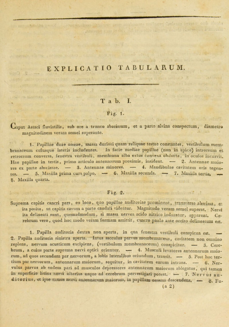 EXPLICATIO TABULARUM. T a b. I. Fig. 1. r ?.* i,- (. * oh' ' ’• ii- ' ' Caput Astaci fluviatilis, sub ove a trunco abscissum, et a parte alvina conspectum, diametro magnitudinem veram semel superante. 1. Papillae duae osseae, massa duriori quam reliquae testae constantes, vestibulum mem- branaceum cuiusque lateris includentes. In facie mediae papillae (non in apice) introrsum et retrorsum conversa, fenestra vestibuli, membrana alba extus convexa obducta, in oculos incurrit. Hae papillae in testis , primo articulo antennarum proximis, insident. — 2. Antennae maio- res ex parte abscissae. — 3. Antennae minores. — 4. Mandibulae cavitatem oris tegen- tes. — 5. Maxilla prima cum palpo. — 6. Maxilla secunda. — 7. Maxilla tertia, — §. Maxilla quarta. ...... k. * Fig. 2. Suprema capitis cancri pars, eo loco, quo papillae auditoriae prominent, transverse abscissa, et ita posita, ut capitis cavum a parte caudali videatur. Magnitudo veram semel superat. Nervi ita delineati sunt, quemadmodum, si massa nervea acido nitrico induratur, apparent. Ce- rebrum vero , quod hoc modo veram formam amittit, cancro paulo ante occiso delineatum est. 1. Papilla auditoria dextra non aperta, in qua fenestra vestibuli conspicua est. — 2. Papilla auditoria sinistra aperta. Intus sacculus parvus membranaceus, cavitatem non omnino replens, nervum acusticum excipiens, (vestibulum membranaceum) conspicitur. 3. Cere- brum, a cuius parte suprema nervi optici oriuntur. —- 4. Musculi levatores antennarum maio- rum, ad quos secundum par nervorum, a lobis lateralibus oriundum, transit. — 5. Post hoc ter- tium par nervorum, antennarum maiorum, sequitur, in cavitatem earum intrans. — 6. Ner- vulus parvus ab eodem pari ad musculos depressores antennarum maiorum ablegatus, qui tamen in superficie huius nervi ulterius usque ad cerebrum pervestigari potest. — 7. Nervus au- ditorius, et ipse ramus nervi antennarum maiorum, in papillam osseam descendens, — g. pu. (a 2)