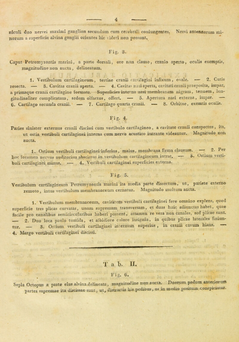 Ti ■ * * _ V'**** v * * V • ’ r t' *. - niculi duo nervei maximi ganglion secundum cum cerebrali coniungentes. Nervi antennarum mi- norum a superficie alvina ganglii orientes hic videri non possunt» Fig. 3. Caput Petromyzontis marini, a parte dorsali, ore non clauso, cranio aperto, oculis exemptis, magnitudine non aucta , delineatum. • : I V r\ v ,4 , » a ■ V •; V 1. Vestibulum cartilagineum, tertiae cranii carlilagini infixum, ovale. — 2. Cutis resecta. — 8. Cavitas cranii aperta. — 4. Cavitas nasi aperta, cavitati cranii praeposita, impar, a primaque cranii cartilagine formata. Superficies interna nasi membranam nigram, tenuem , lon- gitudinaliter complicatam, sedem olfactus, offert» — 5. Apertura nasi externa, impar. 6. Cartilago secunda cranii. — 7. Cartilago quarta cranii. — 8. Orbitae, exemtis oculis. Fig. 4, . ; . ■; . tl Paries sinister externus cranii discissi cum vestibulo cartilagineo , a cavitate cranii conspectus, ita, ut ostia vestibuli cartilaginei interna cum nervo acustico intrante videantur. Magnitudo non aucta. 1. Ostium vestibuli cartilaginei inferius, maius, membrana firma clausum, hoc foramen nervus auditorius abscissus in vestibulum cartilagineum intrat, 3. buli cartilaginei minus. — 4» Vestibuli cartilaginei superficies externa. — 2. Per Ostium vesti- f> ^ f r 1 ; ’ v r C , * . ;•, . • Fig. 5. Vestibulum cartilagineum Petromyzontis marini ita media parte dissectum, ut, pariete externo iemoto , intus vestibulum membranaceum cernatur. Magnitudo multum aucta. 1. Vestibulum membranaceum, cavitatem vestibuli cartilaginei fere omnino explens, quod superficie tres plicas curvatas, unam supremam transversam, et duas huic adiunctas habet, quae facile pro canalibus semicircularibus haberi possent, attamen re vera non canales, sed plicae sunt. — 2. Duo loca paulo tumida, et albidiore colore insignia, in quibus plicae laterales finiun- tur. — 3. Ostium vestibuli cartilaginei internum superius , in cranii cavum hians. —— 4. Margo vestibuli cartilaginei discissi. T a b. II. Fig, 6» . i , • Sepia Octopus a parte eius alvina deiincata, magnitudine non aucta. Duorum pedum anteriorum partes supremae ita discissae sum, ut, distractis his pedibus, os in medio positum consptetatur. /