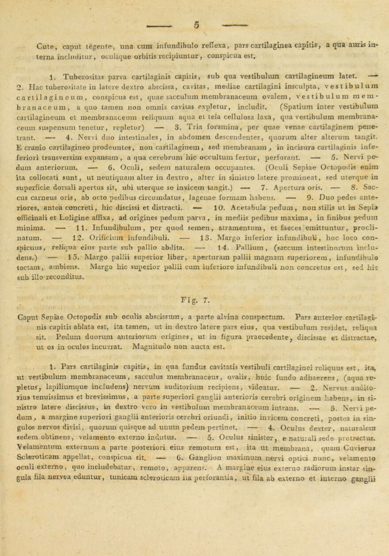 \ Cute, caput tegente, una cum infundibulo reflexa, pars cartilaginea capitis, a qua auris in- terna includitur, oculique orbitis recipiuntur, conspicua est. 1. Tuberositas parva cartilaginis capitis, sub qua vestibulum cartilagineum latet. —- 2. Hac tuberositate in latere dextro abscissa, cavitas, mediae cartilagini insculpta, vestibulum c a rt il a g i n e u m , conspicua est, quae sacculum membranaceum ovalem, vestibulum mem- branaceum, a quo tamen non omnis cavitas expletur, includit. (Spatium inter vestibulum cartilagineum et membranaceum reliquum aqua et tela cellulosa laxa, qua vestibulum membrana- ceum suspensum tenetur, repletur) — 3. Tria foramina, per quae venae cartilaginem pene- trant. — 4. Nervi duo intestinales, in abdomen descendentes, quorum alter alterum tangit. E cranio cartilagineo prodeuntes, non cartilaginem , sed membranam., in incisura cartilaginis infe- feriori transversim expansam, a qua cerebrum hic occultum fertur, perforant. — 5. Nervi pe- dum anteriorum. — 6. Oculi, sedem naturalem occupantes. (Oculi Sepiae Ortopo.iis enim ita collocati sunt, ut neutiquam alter in dextro, alter in sinistro latere promineat, sed uterque in superficie dorsali apertus sit, ubi uterque se invicem tangit.) — 7. Apertura oris. — 8. Sac- cus carneus oris, ab octo pedibus circumdatus, lagenae formam habens. — 9. Duo pedes ante- riores, antea concreti, hic discissi et distracti. — 10. Acetabula pedum, non stilis ut in Sepia officinali et Loligine affixa, ad origines pedum parva , in mediis pedibus maxima, in finibus pedum minima. — 11. Infundibulum, per quod semen, atramentum, et faeces emittuntur, procli- natum. — 12. Orificium infundibuli. — 13. Margo inferior infundibuli, hoc loco con- spicuus, reliqua eius parte sub pallio abdita. 14. Pallium, (saccum intestinorum inclu- dens.) — 15. Margo pallii superior liber, aperturam pallii magnam superiorem , infundibulo tectam, ambiens. Margo hic superior pallii cum inferiore infundibuli non concretus est, sed hic sub illo reconditus. ■■ 4 / . Fig. 7. Caput Sepiae Octopodis sub oculis abscissum, a parte alvina conspectum. Pars anterior cartilagi- nis capitis ablata est, ita tamen, ut in dextro latere pars eius, qua vestibulum residet, reliqua sit. Pedum duorum anteriorum origines, ut in figura praecedente, discissae et distractae, ut os in oculos incurrat. Magnitudo non aucta est. 1. Pars cartilaginis capitis, in qua fundus cavitatis vestibuli cartilaginei reliquus est, ita, ut vestibulum membranaceum, sacculus membranaceus, ovalis, huic fundo adhaerens, (aqua re- pletus ? lapillumque includens) nervum auditorium recipiens, videatur. — 2. Nervus audito- rius tenuissimus et brevissimus, a parte superiori ganglii anterioris cerebri originem habens, in si- nistro latere discissus, in dextro vero in vestibulum membranaceum intrans. — 3. Nervi pe- dum j, a margine superiori ganglii anterioris cerebri oriundi, initio invicem concreti, postea in sin- gulos nervos divisi, quorum quisque ad unurn pedem pertinet. — 4. Oculus dexter, naturalem sedem obtinens, velamento externo indutus. — 5. Oculus sinister, e naturali sede protractus. Velamentum externum a parte posteriori eius remotum est, ita ut membrana, quam Cuvierus Scleroticam appellat, conspicua sit. — C. Ganglion maximum nervi optici nunc, velamento oculi externo, quo includebatur, remoto, apparens. A margine eius externo radiorum instar sin- gula fila nervea eduntur, tunicam scleroticam ita perforantia, ut fila ab externo et interno ganglii