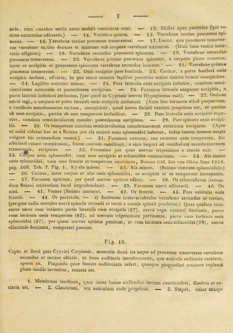 Jaris, cum vertebra tertia nexu mobili commicta sunt. — 13. Mallei apex posterior (qui ve- sicae natatoriae adhaeret.) — 14. Vertebra quarta. —— 15. Vertebrae tertiae processus spi- nosus. — 16. Vertebrae tertiae processus transversus. — 17. Locus, quo processus transver- sus vertebrae tertiae dextrae et sinistrae sub corpore vertebrae uniuntur. (Huic loco vesica nata- toria affigitur.) — 18. Vertebrae secundae processus spinosus. — 19. Vertebrae secundae processus transversus. — 20. Vertebrae primae processus spinosus, a corpore plane remotus, inter os occipitis et processum spinosum vertebrae secundae haerens. *— 21. Vertebrae primae processus transversus. — 22. Ossis occipitis pars basilaris. 23. Cavitas, a parte basilari ossis occipitis inclusa, effracta, in qua sacco remoto lapillus posterior maior sinistri lateris conspicitur. — 24. Lapillus anterior minor. — 25. Pars lateralis ossis occipitis inferior, canalem semi- circularem externum et posteriorem excipiens. — 26. Foramen laterale magnum occipitis, a parte laterali inferiori inclusum, (per quod in Cyprinis nervus Hypoglossus exit). — 27. Ostium nervi vagia corpore et parte laterali ossis occipitis inclusum. (Ante hoc foramen aliud perparvum, a vestibulo membranaceo tectum, conspicitur, quod nervo faciali exeunti proprium est, et partim ab osse occipitispartim ab osse temporum includitur. — 28. Pars lateralis ossis occipitis supe- rior, canalem semicircularem membr. posteriorem excipiens. — 29. Pars spinosa ossis occipi- tis. — 30. Os temporum canalem semicircularem membranaceum externum excipiens. (Apte ut mihi videtur hoc os a Boiano pro ala maiori ossis sphenoidei habetur, cuius tamen nomen magis vulgare hic retinendum censui.) — 31. Foramen coecum, seu recessus ossis temporum, hic albidiori colore conspicuum, finem coecum canaliculi, a sinu impari ad vestibulum membranaceum trans eumis, recipiens. — 32. Foramina per quae nervus trigeminus e cranio exit. — 33. Corpus ossis sphenoidei, cum osse occipitis et ethmoideo coniunctum. — 34. Ala maior ossis sphenoidei, cum osse frontis et temporum coniuncta, Boiano (vid. Isis von Oken Jena 1818. pag. 508. Tab. 7. big. 1 , 9.) ala minor. — 35. Ala minor. (Boiano rostrum sphenoidale.) — 36. Cavitas, inter corpus et alas ossis sphenoidei, os occipitis et os temporum interposita. — 37. Foramen opticum, per quod nervus opticus editur. — 38. Os ethmoideum (secun- dum Boiani sententiam haud improbandam). — 39. Foramen nervi olfactorii. — 40. Os nasi. — 41. Vomer (Boiano auctore). — 42. Os frontis. — 43. Pars orbitalis ossis frontis. — 44. Os parietale. — a) Incisurae intervertebrales vertebrae secundae et tertiae, (per quas radix anterior nervi spinalis secundi et tertii e canale spinali prodeunt.) Quae quidem inci- surae recte cum incisura partis lateralis ossis occipitis (27), nervo vago exeunti destinata, porro cum incisura ossis temporum (32), ad nervum trigeminum pertinente, porro cum incisura ossis sphenoidei (37), perquam nervus opticus penetrat, et cum incisura ossis'ethmoidei (3 9), nervo olfactorio destinata, comparari possunt. v N \ Fig. 10. Caput et doisi pars Cyprini Carpionis, musculis dorsi ita usque ad processus transversos vertebrae secundae et tertiae ablatis, ut lossa auditoria membranacea, qua ossicula auditoria resident, aperta sit. Pinguedo quae fossam auditoriam refert, quaeque pinguedini cranium replenti plane similis invenitur, remota est. 1. Membrana tendinea, tracta est. — 2. Claustrum, quae antea fossae auditoriae tectum constituebat, dissecta et re- seu ossiculum atrio proprium. — 3. Stapes, cuius margo