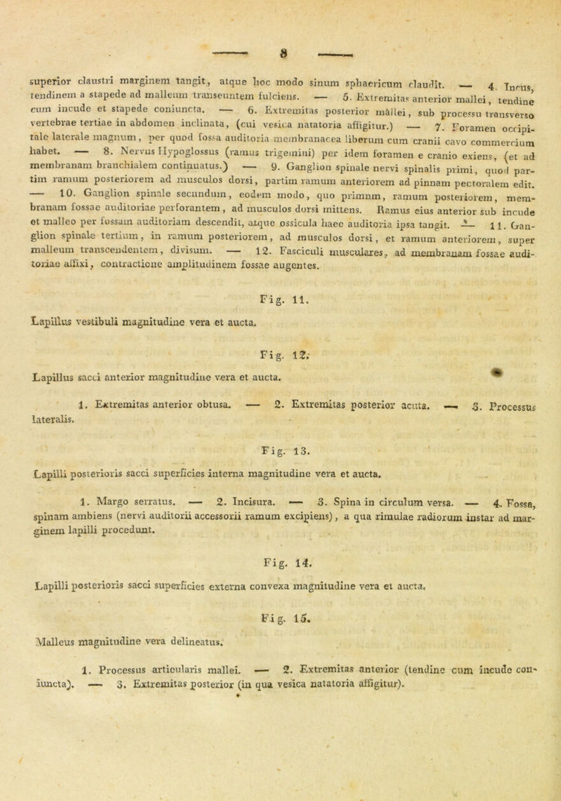 superior claustri marginem tangit, atque hoc modo sinum sphaericum claudit. 4 jnrus tendinem a stapede ad malleum transeuntem fulciens. — 5- Extremitas anterior mallei, tendine cum incude et stapede coniuncta. — 6. Extremitas posterior mallei, sub processu transverso vertebrae tertiae in abdomen inclinata, (cui vesica natatoria affigitur.) 7. Foramen occipi- tale laterale magnum, per quod fossa auditoria membranacea liberum cum cranii cavo commercium habet. — 8. Nervus Hypoglossus (ramus trigemini) per idem foramen e cranio exiens, (et ad membranam branchialem continuatus.) — 9. Ganglion spinale nervi spinalis primi, quod par- tim ramum posteriorem ad musculos dorsi, partim ramum anteriorem ad pinnam pectoralem edit. — 10. Ganglion spinale secundum, eodem modo, quo primnm, ramum posteriorem, mem- branam fossae auditoriae perforantem , ad musculos dorsi mittens. Ramus eius anterior sub incude et malleo per fossam auditoriam descendit, atque ossicula haec auditoria ipsa tangit. -5— 11. Gan- glion spinale tertium, in ramum posteriorem, ad musculos dorsi, et ramum anteriorem, super malleum transcendentem, divisum. — 12. Fasciculi musculares, ad membranam fossae audi- toriae alfixi, contractione amplitudinem fossae augentes. Fig. 11. Lapillus vestibuli magnitudine vera et aucta. Fig. 12; Lapillus sacci anterior magnitudine vera et aucta. 1. Extremitas anterior obtusa. — 2. Extremitas posterior acuta. —« 3. Processus lateralis. ^ v *' Fig. 13. Lapilli posterioris sacci superficies interna magnitudine vera et aucta. 1. Margo serratus. — 2. Incisura. — 3. Spina in circulum versa. — 4, Fossa, spinam ambiens (nervi auditorii accessorii ramum excipiens), a qua rimulae radiorum instar ad mar- ginem lapilli procedunt. \ Fig. 14. Lapilli posterioris sacci superficies externa convexa magnitudine vera et aucta. Fig. 15. Malleus magnitudine vera delineatus. 1. Processus articularis mallei. — 2. Extremitas anterior (tendine cum incude coii> iuncta). — 3. Extremitas posterior (in qua vesica natatoria affigitur).