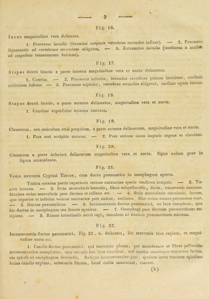 Fig. 16. Incus magnitudine vera delineata. 1. Processus incudis (foramini corporis vertebrae secundae infixus). — 2. Processus li-amentis ad vertebram secundam alligatus. — 3. Extremitas incudis (tendinem a mallet. © ad stapedem transeuntem fulciens)* Fig. 17. Stapes dextri lateris a parte interna magnitudine vera et aucta deiineatus. 1. Concha. — 2. Processus inferior, foramini vertebrae primae immissus, cardinis utilitatem liabens. — 3. Processus superior, vertebrae secundae alligatus, cardinis opem ferens. Fig. 18. Stapes dextri lateris, a parte externa deiineatus, magnitudine vera et aucta. 1. Conchae superficies externa convexa* Fig. 19. Claustrum, seu ossiculum atrii proprium, a parte externa delineatum, magnitudine voa et aucta. 1* Pars ossi occipitis annexa. — 2. Pars atrium sinus imparis tegens et claudens. Fig. 20. Claustrum a parte inferiori delineatum magnitudine vera et aucta. Signa eadem quae in figura antecedente. Fig. 21. Ycsica natatoria Cyprini Tincae, cum ductu pneumatico in oesophagum aperto. Tunica externa partis superioris vesicae natatoriae specie tendinea insignis. — 2. Tu- nica interna. 3. Stria muscularis lateralis, fibris subpellueidis, duris, transversis constans. Maxima striae muscularis pars discissa et reflexa est. — 4. Stria muscularis circularis, locum, quo superior et inferior vesicae natatoriae pars unitur, ambiens. Hae striae omnes percrassae sunt. 5, Ductus pneumaticus. — 6. Intumescentia ductas pneumatici, eo loco conspicua, quo hic ductus in oesophagum seu fauces aperitur. — 7. Oesophagi pars ductum pneumaticum ex- cipiens. 8. Ramus intestinalis nervi vagi, ramulum ad ductum pneumaticum mittens. Fig. 22. Intumescentia ductus pneumatici, Fig. 21, 6. delineata^ hic mercurio vivo repleta, et magni- tudine aucta est. 1. Canalis ductus pneumatici, qui mercurio plenus, per membranas et fibras peuttcidas intumescentiae conspicitur, non valvulis hoc loco clauditur, sed sensim sensimque angustior factus, via spirali ad oesophagum descendit. Reliqua intumescentiae pars, spatium intertractum spiralem huius canalis explens, substantia fibrosa, haud dubie musculari, constat, eo