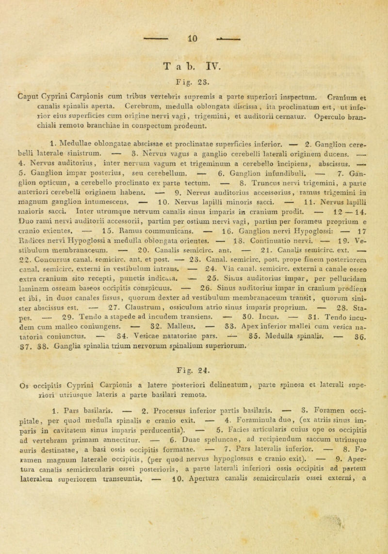 T a b. IV. Fig. 23. Caput Cyprini Carpionis cum tribus vertebris supremis a parte superiori inspectum. Cranium et canalis spinalis aperta. Cerebrum, medulla oblongata discissa, ita proclinatum est, ut infe- rior eius superficies cum origine nervi vagi, trigemini, et auditorii cernatur. Operculo bran- chiali remoto branchiae in conspectum prodeunt. 1. Medullae oblongatae abscissae et proclinatae superficies inferior. — 2. Ganglion cere- belli laterale sinistrum. — 3. Nervus vagus a ganglio cerebelli laterali originem ducens. — 4. Nervus auditorius, inter nervum vagum et trigeminum a cerebello incipiens, abscissus. —— 5. Ganglion impar posterius, seu cerebellum. — 6. Ganglion infundibuli. — 7. Gan- glion opticum, a cerebello proclinato exparte tectum. — 8. Truncus nervi trigemini, a parte anteriori cerebelli originem habens. — 9. Nervus auditorius accessorius, ramus trigemini in magnum ganglion intumescens. — 10. Nervus lapilli minoris sacci. — 11. Nervus lapilli maioris sacci. Inter utrumque nervum canalis sinus imparis in cranium prodit. — 12 — 14. Duo rami nervi auditorii accessorii, partirn per ostium nervi vagi, partirn per forameu proprium e cranio exientes. — 15. Ramus communicans. — 16. Ganglion nervi Hypoglossi: — 17 Radices nervi Hypoglossi a medulla oblongata orientes. — 18. Continuatio nervi. — 19. Ve- stibulum membranaceum. — 20. Canalis semicirc. ant. — 21. Canalis semicirc. ext. — 22. Concursus canal. semicirc. ant. et post. — 23. Canal. semicirc. post, prope finem posteriorem canal. semicirc. externi in vestibulum intrans. — 24. Via canal. semicirc. externi a canale osseo extra cranium sito recepti, punctis indicata. — 25. Sinus auditorius impar, per pellucidam laminam osseam baseos occipitis conspicuus. — 26. Sinus auditorius impar in cranium prodiens et ibi, in duos canales fissus, quorum dexter ad vestibulum membranaceum transit, quorum sini- ster abscissus est. — 27. Claustrum, ossiculum atrio sinus imparis proprium. — 28. Sta- pes. — 29. Tendo a stapede ad incudem transiens. — 30. Incus. — 31. Tendo incu- dem cum malleo coniungens. — 32. Malleus. — 33. Apex inferior mallei cum vesica na- tatoria coniunctus. — 34. Vesicae natatoriae pars. 35. Medulla spinalis. — 3Q, 37. 38. Ganglia spinalia trium nervorum spinalium superiorum. Fig. 24. Os occipitis Cyprini Carpionis a latere posteriori delineatum, parte spinosa et laterali supe- riori utriusque lateris a parte basilari remota. 1. Pars basilaris. — 2. Processus inferior partis basilaris. — 3. Foramen occi- pitale, per quod medulla spinalis e cranio exit. — 4. Foraminula duo, (ex atriis sinus im- paris in cavitatem sinus imparis perducentia). — 5. Facies articularis cuius ope os occipitis ad vertebram primam annectitur. — 6. Duae speluncae, ad recipiendum saccum utriusque auris destinatae, a basi ossis occipitis formatae. — 7. Pars lateralis inferior. — 8. Fo- ramen magnum laterale occipitis, (per quod nervus hypoglossas e cranio exit). — 9. Aper- tura canalis semicircularis ossei posterioris, a parte laterali inferiori ossis occipitis ad partem lateralem superiorem transeuntis, — 10. Apertura canalis semicircularis ossei externi, a