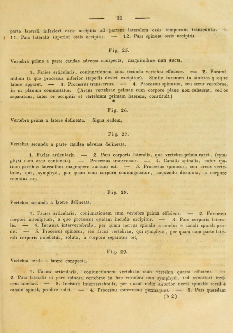 parte laterali inferiori ossis occipitis ad partem lateralem ossis temporum transeuntis, t 11. Pars lateralis superior ossis occipitis. — 12. Pars spinosa ossis occipitis. Fig. 25. Vertebra prima a parte caudae adversa conspecta, magnitudine non aucta. 1. Facies articularis, coniunetionem cum secunda vertebra efficiens. —- 2. Forami- nulum (a quo processus inferior stapedis dextri excipitur). Simile foramen in sinistro q oque latere apparet. — 3. Processus transversus. — 4. Processus spinosus, seu arcus vertebrae, in os planum commutatus. (Arcus vertebrae primae cum corpore plane non cohaeret, sed os separatum, inter os occipitis et vertebram primam haerens, constituit.) Fig. 26. Vertebra prima a latere delineata. Signa eadem, Fig. 27. Vertebra secunda a parte caudae adversa delineata. 1. Facies articularis. — 2. Pars corporis lateralis, qua vertebra prima caret, (sym- physi cum arcu coniuncta). — Processus transversus. — 4. Canalis spinalis, cuius spa- tium partibus lateralibus magnopere auctum est. — 5. Processus spinosus, seu arcus verte- brae, qui, symphysi, per quam cum corpore eoniungebatur, coquendo dissoluta, a corpore remotus est. Fig. 28. Vertebra secunda a latere delineata. 1. Facies articularis, coniunetionem cum vertebra prima efficiens. — 2. Foramen corpori insculptum, a quo processus quidam incudis excipitur. — 3. Pars corporis latera- lis. — 4. Incisura intervertebralis, per quam nervus spinalis secundus e canali spinali pro- dit. — 5. Processus spinosus, seu arcus vertebrae, qui symphysi, per (piam cum parte late- rali corporis uniebatur, soluta, a corpore separatus est, Fig. 29. Vertebra tertia a latere conspecta. 1. Facies articularis, coniunetionem vertebrae cum vertebra quarta efficiens. —— 2. Pars lateralis et pars spinosa vertebrae in hac vertebra non symphysi, sed synostosi invi- cem iunctae. — 3. Incisura intervertebralis, per quam radix anterior nervi spinalis tertii e canale spinali prodire solet. — 4. Processus transversus permagnus. — 5. Pars quaedam ’ O 2)