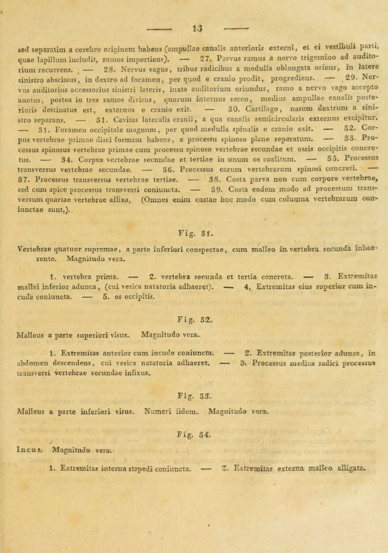 I 13 sed separatim a cerebro originem habens (ampullae canalis anterioris externi, et ei vestibuli parti, quae lapillum includit, ramos impertiens). — 27. Parvus ramus a nervo trigemino ad audito rium recurrens. — 28. Nervus vagus, tribus radicibus a medulla oblongata oriens, in latere sinistro abscissus, in dextro ad foramen, per quod e cranio prodit, progrediens. 29. Ner- vus auditorius accessorius sinistri lateris, iuxta auditorium oriundus, ramo a nervo vago accc-pto auctus, postea in tres ramos divisus, quorum internus sacco, medius ampullae canalis poste- rioris destinatus est, externus e cranio exit. — 30. Cartilago, nasum aextrum a sini- stro separans. — 31. Cavitas lateralis cranii, a qua canalis semicircularis externus excipitur. — 31. Foramen occipitale magnum, per quod medulla spinalis e cranio exit. — 32. Cor- pus vertebrae primae disci formam habens, a processu spinoso plane separatum. — 33. Pro- cessus spinosus vertebrae primae cum processu spinoso vertebrae secundae et ossis occipitis concre- tus. —• 34. Corpus vertebrae secundae et tertiae in unum os coalitum. — 35. Processus transversus vertebrae secundae. — 36. Processus earum vertebrarum spinosi concreti. 37. Processus transversus vertebrae tertiae. 38. Costa parva non cum corpore vertebrae> sed cum apice processus transversi coniuncta. — 39. Costa eodem modo ad processum trans- versum quartae vertebrae affixa, (Omnes enim costae hoc modo cum columna vertebrarum eon- iunctae sunt,). Fig. 31. Vertebrae quatuor supremae, a parte inferiori conspectae, cum malleo in vertebra secunda inhae- rente. Magnitudo vera. 1. vertebra prima. — 2. vertebra secunda et tertia concreta. — 3. Extremitas mallei inferior adunca(cui vesica natatoria adhaeret). —i 4, Extremitas eius superior cum in- cude coniuncta. — 5. os occipitis. Fig. 32. Malleus a parte superiori visus.. Magnitudo vera. 1. Extremitas anterior cum incude coniuncta; abdomen descendens, cui vesica natatoria adhaeret, transversi vertebrae secundae infixus.. 2. Extremitas posterior achmea, in 3% Processus medius radici processus Fig. 33. Malleus a parte inferiori visus. Numeri iidem. Magnitudo vera- Fig. 34. V. g V* Incus. M agnitu d o v era.