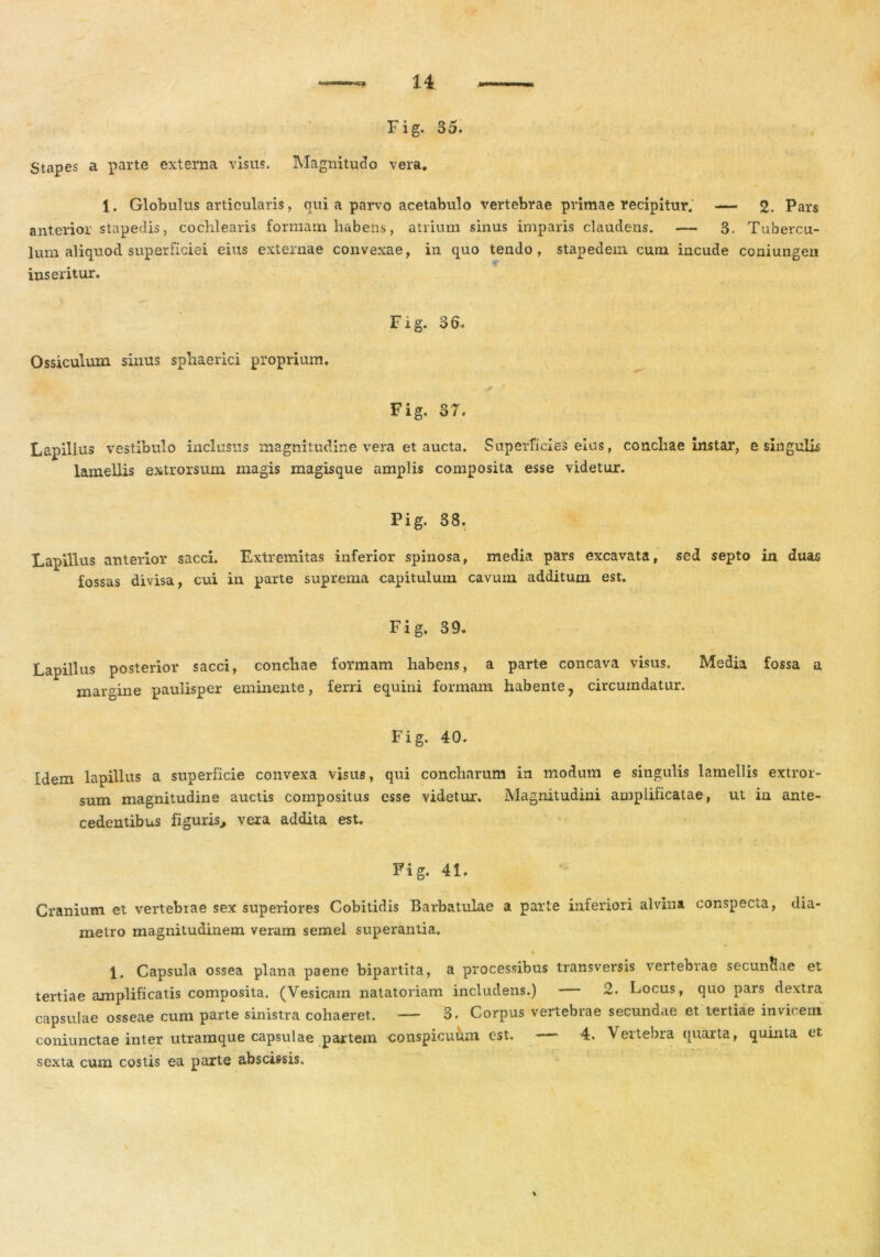 Fig. 35. Stapes a parte externa visus. Magnitudo vera. 1. Globulus articularis, qui a parvo acetabulo vertebrae primae recipitur.' — 2. Pars anterior stapedis, cochlearis formam habens, atrium sinus imparis claudens. — 3. Tubercu- lum aliquod superficiei eius externae convexae, in quo tendo, stapedem cum. incude coniungen inseritur. Ossiculum sinus sphaerici proprium. Fig. 36 Fig. 37. Lapillus vestibulo inclusus magnitudine vera et aucta. Superficies eius, conchae instar, e singulis lamellis extrorsum magis magisque amplis composita esse videtur. Pig. 38. Lapillus anterior sacci. Extremitas inferior spinosa, media pars excavata, sed septo in duas fossas divisa, cui in parte suprema capitulum cavum additum est. Fig. 39. Lapillus posterior sacci, conchae formam habens, a parte concava visus. Media fossa a margine paulisper eminente, ferri equini formam habente, circumdatur. Fig. 40. Idem lapillus a superficie convexa visus, qui concharum in modum e singulis lamellis extror- sum magnitudine auctis compositus esse videtur. Magnitudini amplificatae, ut iu ante- cedentibus figuris,, vera addita est. Fig. 41. Cranium et vertebiae sex superiores Cobitidis Barbatulae a parte inferiori alvina conspecta, dia- metro magnitudinem veram semel superantia. 1. Capsula ossea plana paene bipartita, a processibus transversis vertebrae secunHae et tertiae amplificatis composita. (Vesicam natatoriam includens.) 2. Locus, quo pars dextra capsulae osseae cum parte sinistra cohaeret. — 3. Corpus vertebrae secundae et tertiae invicem coniunctae inter utramque capsulae partem conspicuum est. — 4. Vertebra quarta, quinta et sexta cum costis ea parte abscissis. I