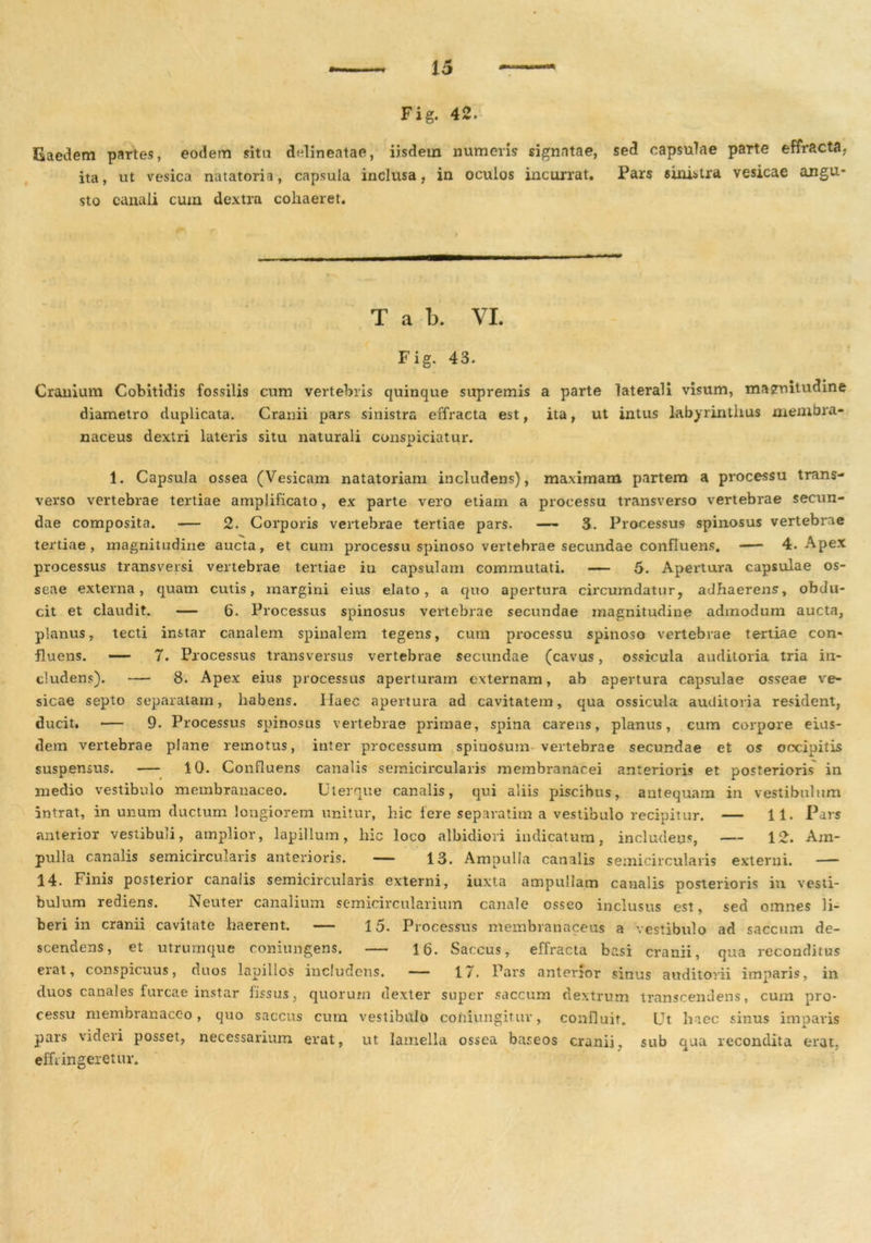 Fig. 42. Eaedem partes, eodem sita delineatae, iisdem numeris signatae, sed capsulae parte effracta, ita, ut vesica, natatoria, capsula inclusa, in oculos incurrat. Pars sinistra vesicae angu- sto canali cum dextra cohaeret. T a b. VI. Fig. 43. Cranium Cobitidis fossilis cum vertebris quinque supremis a parte laterali visum, magnitudine diametro duplicata. Cranii pars sinistra effracta est, ita, ut intus labyrinthus membra- naceus dextri lateris situ naturali conspiciatur. 1. Capsula ossea (Vesicam natatoriam includens), maximam partem a processu trans- verso vertebrae tertiae amplificato, ex parte vero etiam a processu transverso vertebrae secun- dae composita. — 2. Corporis vertebrae tertiae pars. — 3. Processus spinosus vertebrae tertiae, magnitudine aucta, et cum processu spinoso vertebrae secundae confluens. — 4. Apex processus transversi vertebrae tertiae iti capsulam commutati. — 5. Apertura capsulae os- seae externa, quam cutis, margini eius elato, a quo apertura circumdatur, adhaerens, obdu- cit et claudit. — 6. Processus spinosus vertebrae secundae magnitudine admodum aucta, planus, tecti instar canalem spinalem tegens, cum processu spinoso vertebrae tertiae con- fluens. —- 7. Processus transversus vertebrae secundae (cavus, ossicula auditoria tria in- cludens). — 8. Apex eius processus aperturam externam, ab apertura capsulae osseae ve- sicae septo separatam, habens. Haec apertura ad cavitatem, qua ossicula auditoria resident, ducit, — 9. Processus spinosus vertebrae primae, spina carens, planus, cum corpore eius- dem vertebrae plane remotus, inter processum spinosum vertebrae secundae et os occipitis suspensus. — 10. Confluens canalis semicircularis membranacei anterioris et posterioris in medio vestibulo membranaceo. Uterque canalis, qui aliis piscibus, antequam in vestibulum intrat, in unum ductum longiorem unitur, hic Iere separatim a vestibulo recipitur. — 11. Pars anterior vestibuli, amplior, lapillum, hic loco albidiori indicatum, includens, — 12. Am- pulla canalis semicircularis anterioris. — 13. Ampulla canalis semicircularis externi. —- 14. Finis posterior canalis semicircularis externi, iuxta ampullam canalis posterioris in vesti- bulum rediens. Neuter canalium semicircularium canale osseo inclusus est, sed omnes li- beri in cranii cavitate haerent. — 15. Processus membranaceus a vestibulo ad saccum de- scendens, et utrumque coniungens. — 16. Saccus, effracta basi cranii, qua reconditus erat, conspicuus, duos lapillos includens. — 17. Pars anterior sinus auditorii imparis, in duos canales furcae instar fissus, quorum dexter super saccum dextrum transcendens, cum pro- cessu membranaceo, quo saccus cum vestibulo coniungitur, confluit. Ut haec sinus imparis pars videri posset, necessarium erat, ut lamella ossea baseos cranii, sub qua recondita erat, effringeretur.
