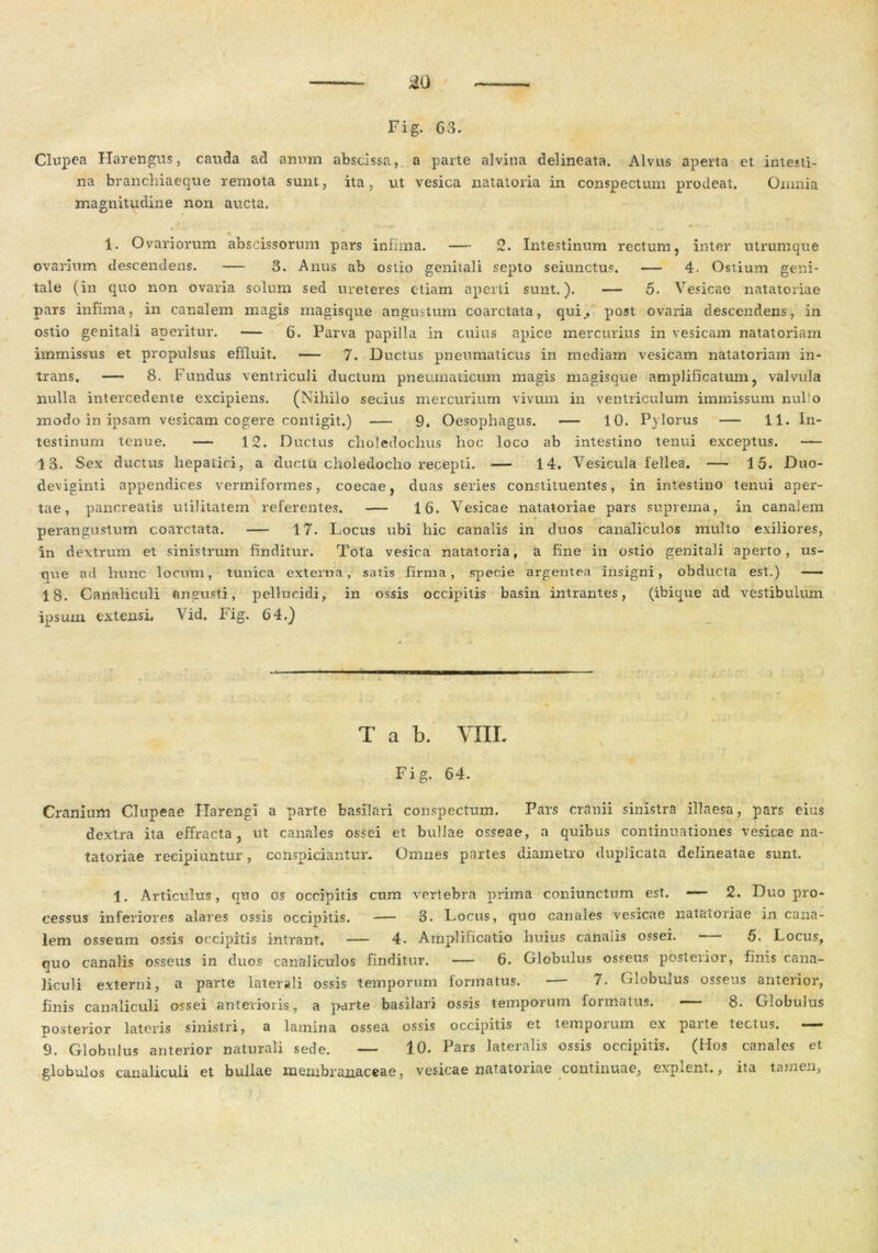 Fig. 63. Clupea Harengus, cauda ad anum abscissa, a parte alvina delineata. Alvus aperta et intesti- na branchiaeque remota sunt, ita, ut vesica natatoria in conspectum prodeat. Omnia magnitudine non aucta. 1. Ovariorum abscissorum pars infima. — 2. Intestinum rectum, inter utrumque ovarium descendens. — 3. Anus ab ostio genitali septo seiunctus. — 4. Ostium geni- tale (in quo non ovaria solum sed ureteres etiam aperti sunt.). — 5. Vesicae natatoriae pars infima, in canalem magis magisque angustum coarctata, qui^ post ovaria descendens, in ostio genitali aperitur. — 6. Parva papilla in cuius apice mercurius in vesicam natatoriam immissus et propulsus effluit. — 7. Ductus pneumaticus in mediam vesicam natatoriam in- trans. — 8. Fundus ventriculi ductum pneumaticum magis magisque amplificatum, valvula nulla intercedente excipiens. (Nihilo secius mercurium vivum in ventriculum immissum nullo modo in ipsam vesicam cogere contigit.) — 9. Oesophagus. — 10. Pylorus — 11. In- testinum tenue. — 12. Ductus choledochus hoc loco ab intestino tenui exceptus. — 13. Sex ductus hepatici, a ductu choledocho recepti. — 14. Vesicula fellea. — 15. Duo- deviginti appendices vermiformes, coecae, duas series constituentes, in intestino tenui aper- tae, pancreatis utilitatem referentes. — 16. Vesicae natatoriae pars suprema, in canalem perangustum coarctata. — 17. Locus ubi hic canalis in duos canaliculos multo exiliores, in dextrum et sinistrum finditur. Tota vesica natatoria, a fine in ostio genitali aperto, us- que ad hunc locum, tunica externa, satis firma, specie argentea insigni, obducta est.) — 18. Canaliculi angusti, pellucidi, in ossis occipitis basin intrantes, (ibique ad vestibulum ipsum extensi. Vid. IHig. 64.) T a b. VIII. Fig. 64. Cranium Clupeae Harengi a parte basilari conspectum. Pars cranii sinistra illaesa, pars eius dextra ita effracta, ut canales ossei et bullae osseae, a quibus continuationes vesicae na- tatoriae recipiuntur, ccnspiciantur. Omnes partes diametro duplicata delineatae sunt. 1. Articulus, quo os occipitis cum vertebra prima coniunctum est. — 2. Duo pro- cessus inferiores alares ossis occipitis. — 3. Locus, quo canales vesicae natatoriae in cana- lem osseum ossis occipitis intrant. — 4. Amplificatio huius canalis ossei. • 5. Locus, quo canalis osseus in duos canaliculos finditur. — 6. Globulus osseus posterior, finis cana- liculi externi, a parte laterali ossis temporum formatus. — 7. Globulus osseus anterior, finis canaliculi ossei anterioris, a parte basilari ossis temporum formatus. 8. Globulus ■posterior lateris sinistri, a lamina ossea ossis occipitis et tempoium ex paite tectus. — 9. Globulus anterior naturali sede. — 10. Pars lateralis ossis occipitis. (Hos canales et globulos canaliculi et bullae membranaceae, vesicae natatoriae continuae, explent,, ita tamen,