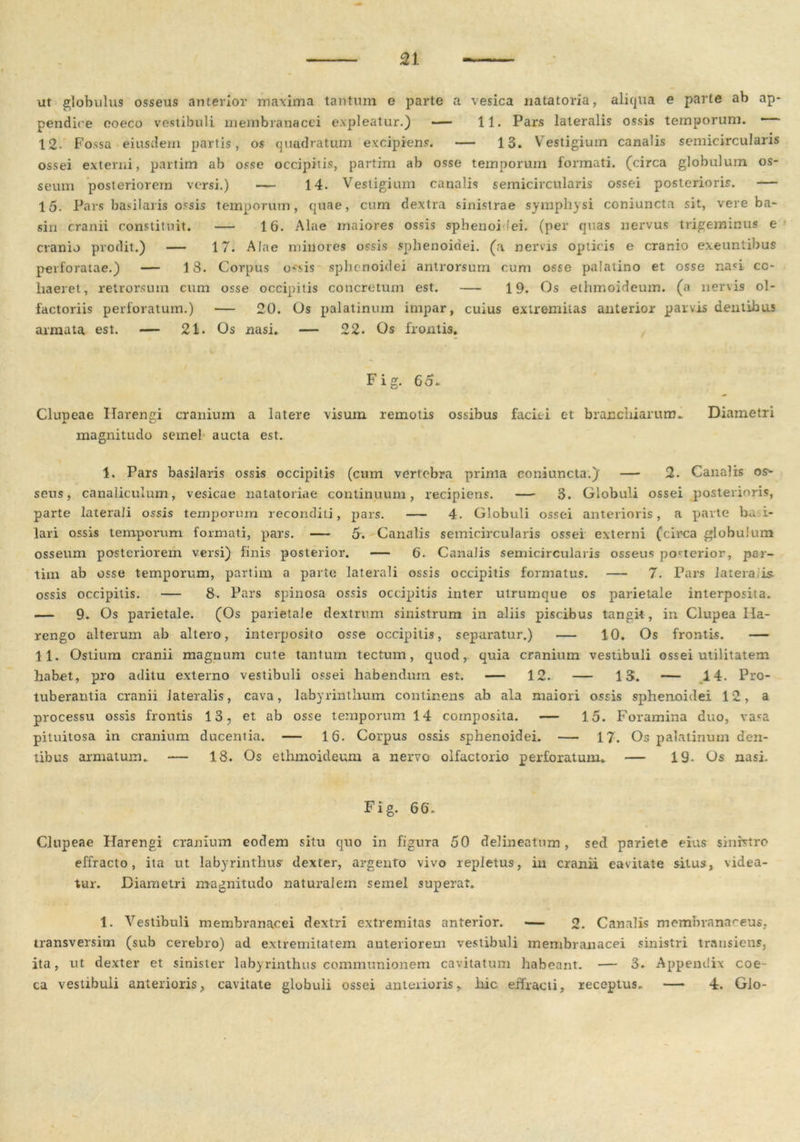 ut globulus osseus anterior maxima tantum e parte a vesica natatoria, aliqua e parte ab ap- pendice eoeco vestibuli membranacei expleatur.) — 11. Pars lateralis ossis temporum. — 12. Fossa eiusdem partis, os quadratum excipiens. — 13. Vestigium canalis semicircularis ossei externi, partim ab osse occipitis, partim ab osse temporum formati, (circa globulum os- seum posteriorem versi.) — 14. Vestigium canalis semicircularis ossei posterioris. — 15. Pars basilaris ossis temporum, quae, cum dextra sinistrae symphysi coniuncta sit, vere ba- sin cranii constituit. — 16. Alae maiores ossis sphenoidei. (per quas nervus trigeminus e cranio prodit.) — 17. Alae minores ossis sphenoidei. (a nervis opticis e cranio exeuntibus perforatae.) — 13. Corpus 0'sis sphenoidei antrorsum cum osse palatino et osse r.aci cc- liaeret, retrorsum cum osse occipitis concretum est. — 19. Os ethmoideum. (a nervis ol- factoriis perforatum.) — 20. Os palatinum impar, cuius extremitas anterior parvis dentibus armata est. — 21. Os nasi. — 22. Os frontis. Fig. 65* Clupeae Harengi cranium a latere visum remotis ossibus faciei et branchiarum.. Diametri magnitudo semel aucta est. 1. Pars basilaris ossis occipitis (cum vertebra prima coniuncta.) — 2. Canalis os- seus, canaliculum, vesicae natatoriae continuum, recipiens. — 3. Globuli ossei posterioris, parte laterali ossis temporum reconditi, pars. — 4. Globuli ossei anterioris, a parte ba i- lari ossis temporum formati, pars. — 5. Canalis semicircularis ossei externi (circa globulum osseum posteriorem versi) finis posterior. — 6. Canalis semicircularis osseus posterior, par- tim ab osse temporum, partim a parte laterali ossis occipitis formatus. — 7. Pars latera is. ossis occipitis. — 8. Pars spinosa ossis occipitis inter utrumque os parietale interposita. — 9. Os parietale. (Os parietale dextrum sinistrum in aliis piscibus tangit , in Clupea Ha- rengo alterum ab altero, interposito osse occipitis, separatur.) — 10. Os frontis. — 11. Ostium cranii magnum cute tantum tectum, quod, quia cranium vestibuli ossei utilitatem habet, pro aditu externo vestibuli ossei habendum est. — 12. — 13. — 14. Pro- tuberantia cranii lateralis, cava, labyrinthum continens ab ala maiori ossis sphenoidei 12, a processu ossis frontis 13, et ab osse temporum 14 composita. — 15. Foramina duo, vasa pituitosa in cranium ducentia. — 16. Corpus ossis sphenoidei. — 17. Os palatinum den- tibus armatum. — 18. Os ethmoideum a nervo olfactorio perforatum. — 19. Os nasi. Fig. 66. Clupeae Harengi cranium eodem situ quo in figura 50 delineatnm , sed pariete eius sinfrtro effracto, ita ut labyrinthus dexter, argento vivo repletus, in cranii cavitate situs, videa- tur. Diametri magnitudo naturalem semel superat. 1. Vestibuli membranacei dextri extremitas anterior. — 2. Canalis membranaceus, transversim (sub cerebro) ad extremitatem auteriorem vestibuli membranacei sinistri transiens, ita, ut dexter et sinister labyrinthus communionem cavitatum habeant. — 3. Appendix coe- ca vestibuli anterioris, cavitate globuli ossei anterioris, hic effracti, receptus. — 4. Glo-