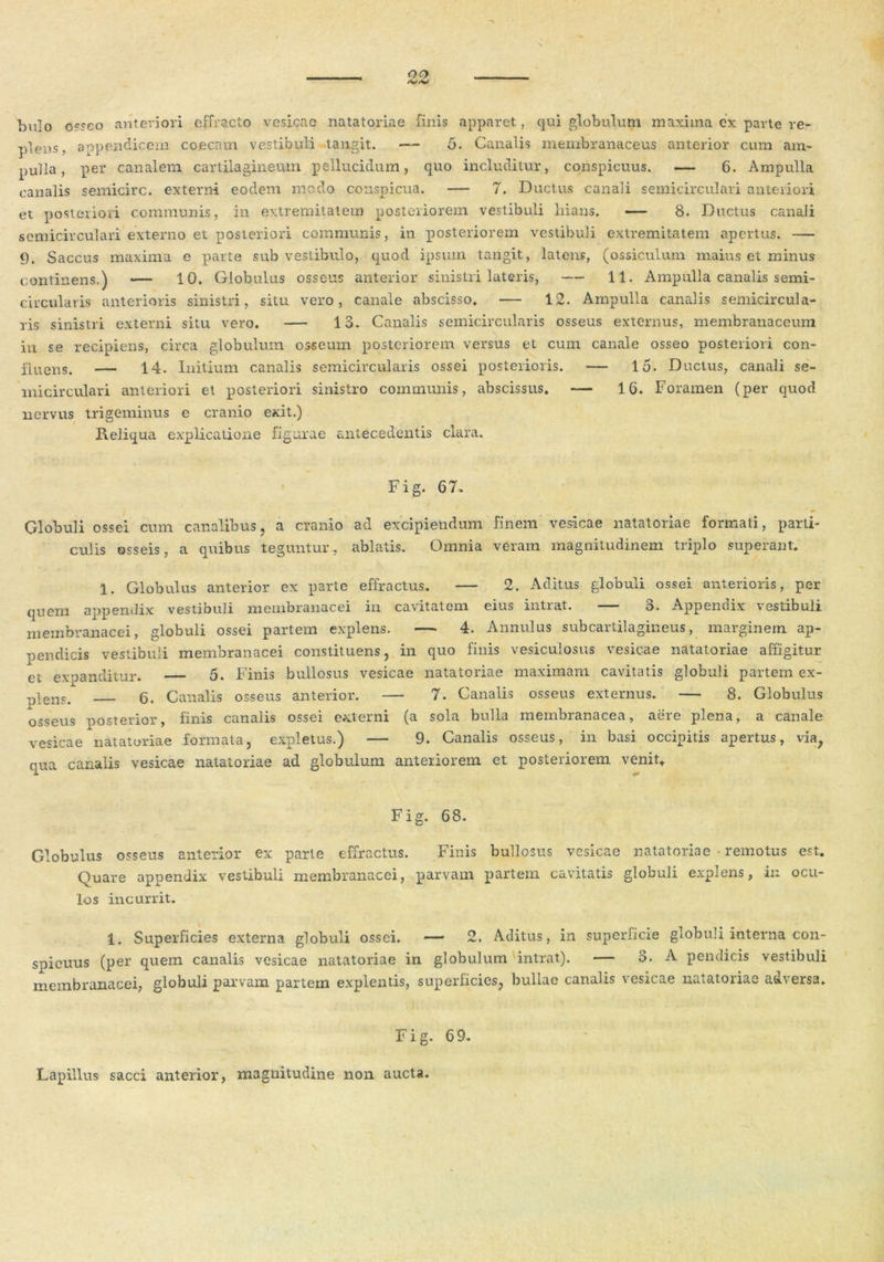 Ionio osseo anteriori effracto vesicae natatoriae finis apparet, qui globulum maxima ex parte re- plens, appendicem c occam vestibuli tangit. — 5. Canalis membranaceus anterior cum am- pulla, per canalem cartilagineum pellucidum, quo includitur, conspicuus. — 6. Ampulla canalis semicirc. externi eodem medo conspicua. — 7. Ductus canali semicirculari anteriori et posteriori communis, in extremitatem posteriorem vestibuli liians. — 8. Ductus canali semicirculari externo et posteriori communis, in posteriorem vestibuli extremitatem apertus. — 9. Saccus maxima e parte sub vestibulo, quod ipsum tangit, latens, (ossiculum maius et minus continens.) — 10. Globulus osseus anterior sinistri lateris, — 11. Ampulla canalis semi- circularis anterioris sinistri, situ vero, canale abscisso» — 12. Ampulla canalis semicircula- ris sinistri externi situ vero. — 13. Canalis semicircularis osseus externus, membranaceum iu se recipiens, circa globulum osseum posteriorem versus et cum canale osseo posteriori con- fluens. — 14. Initium canalis semicircularis ossei posterioris. — 15. Ductus, canali se- micirculari anteriori et posteriori sinistro communis, abscissus. -— 16. Foramen (per quod nervus trigeminus e cranio exit.) Reliqua explicatione figurae antecedentis clara. Fig. 67. Globuli ossei cum canalibus, a cranio ad excipiendum finem vesicae natatoriae formati, parti- culis osseis, a quibus teguntur., ablatis. Omnia veram magnitudinem triplo superant. 1. Globulus anterior ex parte effractus. — 2. Aditus globuli ossei anterioris, per quem appendix vestibuli membranacei in caritatena eius intrat. —— o. Appenoix vestibuli membranacei, globuli ossei partem explens. —■ 4. Annulus subcartilagineus, marginem ap- pendicis vestibuli membranacei constituens, in quo finis vesiculosus vesicae natatoriae affigitur et expanditur. — 5. Finis bullosus vesicae natatoriae maximam cavitatis globuli partem ex- -plenc. 6. Canalis osseus anterior. — 7. Canalis osseus externus. — 8. Globulus osseus posterior, finis canalis ossei externi (a sola bulla membranacea, aere plena, a canale vesicae natatoriae formata, expletus.) — 9. Canalis osseus, in basi occipitis apertus, via; qua canalis vesicae natatoriae ad globulum anteriorem et posteriorem venit* Fig. 68. Globulus osseus anterior ex parte effractus. Finis bullosus vesicae natatoriae • remotus est. Quare appendix vestibuli membranacei, parvam partem cavitatis globuli explens, in ocu- los incurrit. 1. Superficies externa globuli ossei. —— 2. Aditus, in superficie globuli interna con- spicuus (per quem canalis vesicae natatoriae in globulum intrat). — o. A pendicis vestibuli membranacei, globuli parvam partem explentis, superficies, bullae canalis vesicae natatoriae adversa. Fig. 69. Lapillus sacci anterior, magnitudine non aucta.