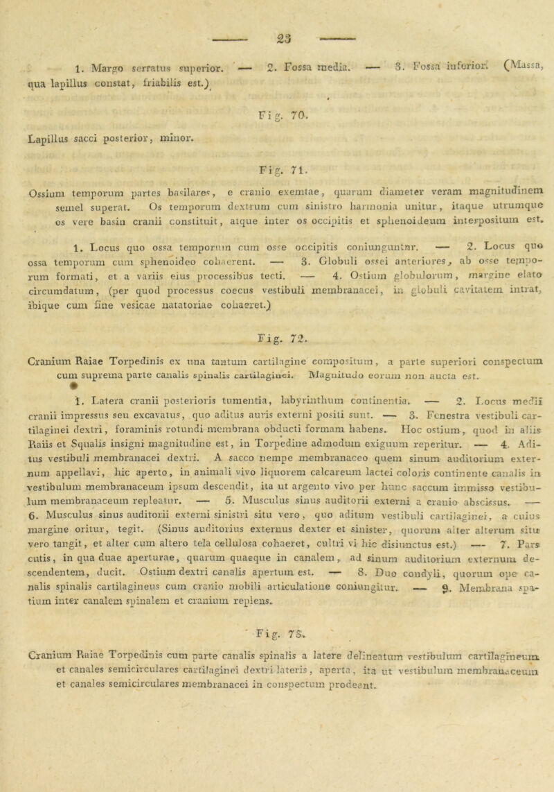 1. Margo serratus superior. — 2. Fossa inedia. — 3. Fossa in ferior. (Massa, qua lapillus constat, friabilis est.) 4 Fig. 70. Lapillus sacci posterior, minor. Fig. 71. Ossium temporum partes basilares, e cranio exemtae, quarum diameter veram magnitudinem semel superat. Os temporum dextrum cum sinistro harmonia unitur, itaque utrumque os vere basin cranii constituit, atque inter os occipitis et splienoideum interpositum est. 1. Locus quo ossa temporum cum osse occipitis coniunguntnr. — 2. Locus quo ossa temporum cum sphenoideo cohaerent. — 3. Globuli ossei anteriores., ab osse ternpo- rum formati, et a variis eius processibus tecti. — 4. Ostium globulorum, margine elato circumdatum, (per quod processus coecus vestibuli membranacei, in globuli cavitatem intrat, ibique cum line vesicae natatoriae cohaeret.) Fig. 72.. Cranium Raiae Torpedinis ex una tantum cartilagine compositum, a parte superiori conspectum cum suprema parte canalis spinalis cartilaginei. Magnitudo eorum non aucta est. • I. Latera cranii posterioris tumentia, labyrinthum continentia. — 2. Locus medii cranii impressus seu excavatus, quo aditus auris externi positi sunt. — 3. Fenestra vestibuli car- tilaginei dextri, foraminis rotundi membrana obducti formam habens. Hoc ostium r quod in aliis Raiis et Squalis insigni magnitudine est, in Torpedine admodum exiguum reperitur. — 4. Adi- tus vestibuli membranacei dextri. A sacco nempe membranaceo quem sinum auditorium exter- num appellavi, hic aperto, in animali vivo liquorem calcareum lactei coloris continente canalis in vestibulum membranaceum ipsum descendit, ita ut argento vivo per hunc saccum immisso vestibu- lum membranaceum repleatur. — 5. Musculus sinus auditorii externi a cranio abscissus. — 6. Musculus sinus auditorii externi sinistri situ vero, quo aditum vestibuli cartilaginei, a cuius margine oritur, tegit. (Sinus auditorius externus dexter et sinister, quorum alter alterum situ vero tangit, et alter cum altero tela cellulosa cohaeret, cultri vi hic disiunctus est.) — 7. Pars cutis, in qua duae aperturae, quarum quaeque in canalem, ad sinum auditorium externum de- scendentem, ducit. Ostium dextri canalis apertum est. — 8. Duo condyli, quorum ope ca- nalis spinalis cartilagineus cum cranio mobili articulatione coniungitur. — Q, Membrana spa- tium inter canalem spinalem et cranium replens. ' Fig. 73. Cranium Pvaiae Torpedinis cum parte canalis spinalis a latere detineatum vestibulum cartilagineum, et canales semicirculares cartilaginei dextri lateris, aperta, ita ut vestibulum membranaceum et canales semicirculares membranacei in conspectum prodeant.
