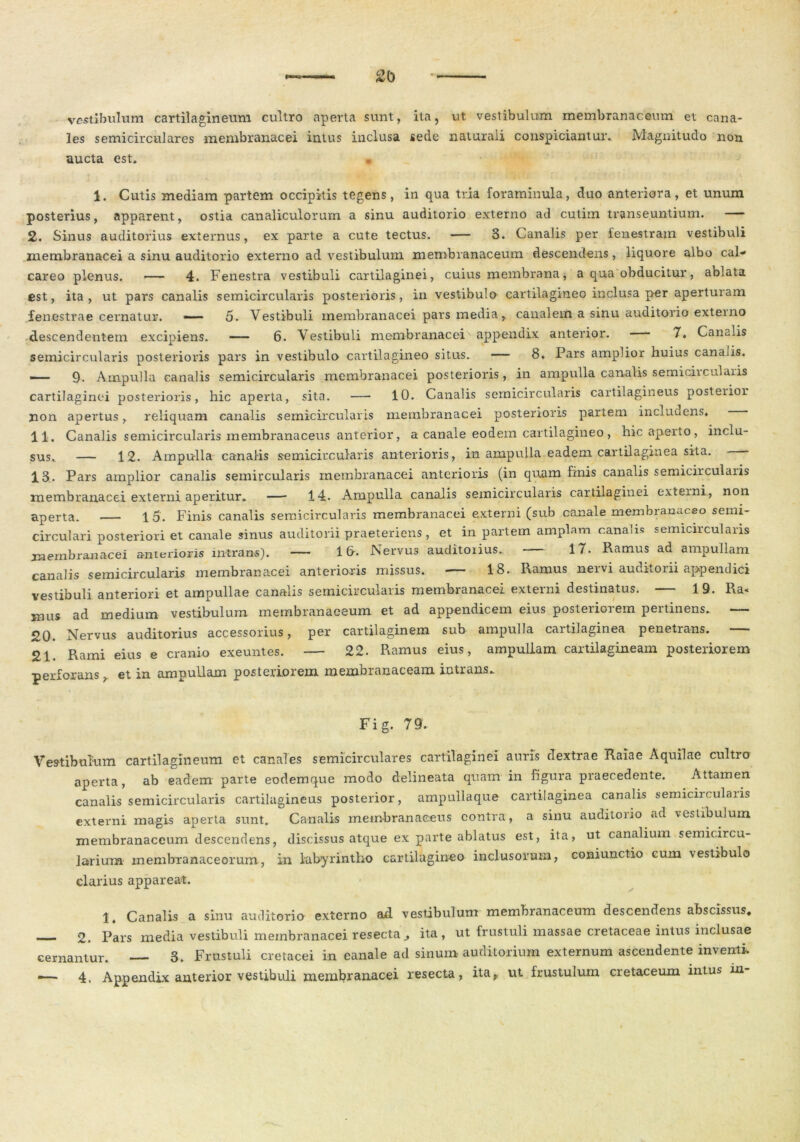 20 vestibulum cartilagineum cultro aperta sunt, ita, ut vestibulum membranaceum et cana- les semicirculares membranacei intus inclusa sede naturali conspiciantur. Magnitudo non aucta est. 1. Cutis mediam partem occipitis tegens, in qua tria foraminula, duo anteriora, et unum posterius, apparent, ostia canaliculorum a sinu auditorio externo ad cutim transeuntium. — 2. Sinus auditorius externus, ex parte a cute tectus. — 3. Canalis per fenestram vestibuli membranacei a sinu auditorio externo ad vestibulum membranaceum descendens, liquore albo cal- careo plenus. — 4. Fenestra vestibuli cartilaginei, cuius membrana, a qua obducitur, ablata est, ita, ut pars canalis semicircularis posterioris, in vestibulo cartilagineo inclusa per aperturam fenestrae cernatur. — 5. Vestibuli membranacei pars media, canalem a sinu auditorio externo descendentem excipiens. —— 6. Vestibuli membranacei appendix anterior. 7. Canalis semicircularis posterioris pars in vestibulo cartilagineo situs. — 8. Pars amplior huius canalis. —— 9- Ampulla canalis semicircularis membranacei posterioris, in ampulla canalis semiciicuiaiis cartilaginei posterioris, hic aperta, sita. —* 10. Canalis semicircularis cartilagineus posteiior non apertus, reliquam canalis semicircularis membranacei posterioris partem includens. 11. Canalis semicircularis membranaceus anterior, a canale eodem cartilagineo, hic aperto, inclu- sus.. — 12. Ampulla canalis semicircularis anterioris, in ampulla eadem cartilaginea sita. 13.. Pars amplior canalis semircularis membranacei anterioris (in quam finis canalis semicircularis membranacei externi aperitur. — 14. Ampulla canalis semicircularis cartilaginei externi., non aperta. 15. Finis canalis semicircularis membranacei externi (sub canale membranaceo semi- circulari posteriori et canale sinus auditorii praeteriens, et in partem amplam canalis semicircularis membranacei anterioris intrans). — 16. Nervus auditorius.. 17. Ramus ad ampullam canalis semicircularis membranacei anterioris missus. 18. Ramus neivi auc.ii.orii appendici vestibuli anteriori et ampullae canalis semicircularis membranacei externi destinatus. — 19. Ra< mus ad medium vestibulum membranaceum et ad appendicem eius posteriorem pertinens. — 20. Nervus auditorius accessorius, per cartilaginem sub ampulla cartilaginea penetrans. 21. Rami eius e cranio exeuntes. — 22. Ramus eius, ampullam cartilagineam posteriorem perforans ,. et in ampullam posteriorem membranaceam intrans. Fig. 79. Vestibulum cartilagineum et canales semicirculares cartilaginei auris dextrae Raiae Aquilae cultro aperta, ab eadem parte eodemque modo delineata quam in figura praecedente. Attamen canalis semicircularis cartilagineus posterior, ampullaque cartilaginea canalis semicircularis externi magis aperta sunt. Canalis membranaceus contra, a sinu auditorio ad vestibulum membranaceum descendens, discissus atque ex parte ablatus est, ita, ut canalium semicircu- larium membranaceorum, in labyrintho cartilagineo inclusorum, coniunctio cum vestibulo clarius appareat. 1. Canalis a sinu auditorio externo ad. vestibulum membranaceum descendens abscissus* - ■ - 2. Pars media vestibuli membranacei resecta ita, ut frustuli massae cretaceae intus inclusae cernantur. 3. Frustuli cretacei in eanale ad sinum auditorium externum ascendente inventi. —- 4. Appendix anterior vestibuli membranacei resecta, ita, ut frustulum cretaceum intus in-