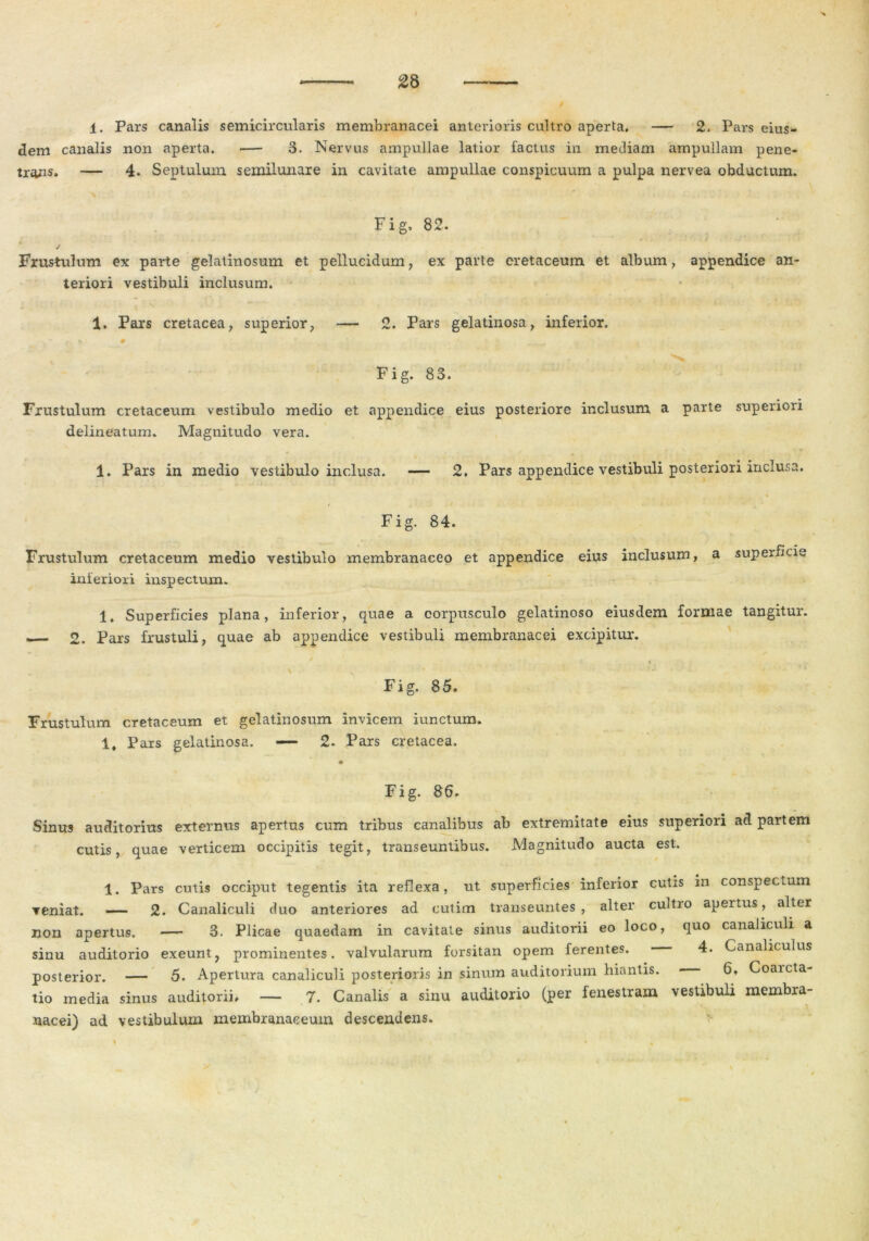 1. Pars canalis semicircularis membranacei anterioris cultro aperta. — 2. Pars eius- dem canalis non aperta. — 3. Nervus ampullae latior factus in mediam ampullam pene- trans. — 4. Septulum semilunare in cavitate ampullae conspicuum a pulpa nervea obductum. Fig, 82. / Frustulum ex parte gelatinosum et pellucidum, ex parte cretaceum et album, appendice an- teriori vestibuli inclusum. 1. Pars cretacea, superior, — 2. Pars gelatinosa, inferior. Fig. 83. Frustulum cretaceum vestibulo medio et appendice eius posteriore inclusum a parte superiori delineatum. Magnitudo vera. 1. Pars in medio vestibulo inclusa. — 2. Pars appendice vestibuli posteriori inclusa. Fig. 84. Frustulum cretaceum medio vestibulo membranaceo et appendice eius inclusum, a superficie inferiori inspectum. 1. Superficies plana, inferior, quae a corpusculo gelatinoso eiusdem formae tangitur. 2. Pars frustuli, quae ab appendice vestibuli membranacei excipitur. Fig. 85. Frustulum cretaceum et gelatinosum invicem iunctum. 1, Pars gelatinosa. — 2. Pars cretacea. Fig. 86. Sinus auditorius externus apertus cum tribus canalibus ab extremitate eius superiori ad partem cutis, quae verticem occipitis tegit, transeuntibus. Magnitudo aucta est. 1. Pars cutis occiput tegentis ita reflexa, ut superficies inferior cutis in conspectum veniat. — 2. Canaliculi duo anteriores ad eutim transeuntes, alter cultro apeitus, alter non apertus. •— 3. Plicae quaedam in cavitate sinus auditorii eo loco, quo canaliculi a sinu auditorio exeunt, prominentes, valvularum forsitan opem ferentes. 4. Canaliculus posterior. — 5. Apertura canaliculi posterioris in sinum auditorium hiantis. 6. Coaicta- tio media sinus auditorii. — 7. Canalis a sinu auditorio (per fenestram vestibuli membra- nacei) ad vestibulum membranaceum descendens.