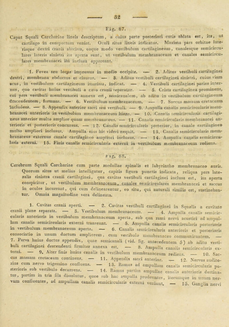 32 Fig. 87. Caput Squali Carchariae lineis descriptum, a cuius parte posteriori cutis ablata est, ita, ut cartilago in conspectum veniat. Oculi situs lineis indicatus. Maxima pars orbitae late- risque dextri cranii abscissa, eoque modo vestibulum cartilagineum, canalesque semicircu- lares lateris sinistri ita aperta sunt, ut vestibulum membranaceum et canales semicircu- lares membranacei ibi inclusa appareant. 1. Fovea seu logus impressus in medio occipite. 2. Aditus vestibuli cartilaginei dextri, membrana obductus et clausus. — 3. Aditus vestibuli cartilaginei sinistri, cuius viam acus, in vestibulum cartilagineum immissa, indicat. — 4. Vestibuli cartilaginei paries inter- nus, quo cavitas huius vestibuli a cavo cranii separatur. — 5. Crista cartilaginea prominens, cui pars vestibuli membranacei annexa est,, semicanalem, ab aditu in vestibulum cartilagineum descendentem, formans. — 6. Vestibulum membranaceum. — 7. Saccus massam cretaceam includens. — 8. Appendix anterior sacci seu vestibuli. — 9. Ampulla canalis semicircularis mem- branacei anterioris in vestibulum membranaceum hians. — 10. Canalis semicircularis cartilagi- neus anterior multo amplior quam membranaceus. — 11. Canalis semicircularis membranacei an- terioris et posterioris concursus. — 12. Canalis semicircularis posterior, in canale cartilagineo multo ampliori inclusus. Ampulla eius hic videri nequit. — 13. Canalis semicircularis mem- branaceus externus canale cartilagineo ampliori inclusus. — 14. Ampulla canalis semicircu- laris externi. 15. binis canalis semicircularis externi in vestibulum membranaceum rediens. ' i ; , i . * igl' 88. Cerebrum Squali Carchariae cum parte medullae spinalis et labyrintho membranaceo auris. Quorum situs ut melius intelligatur, capitis figura punctis indicata, reliqua pars late- ralis sinistia cianii cartilaginei, qua cavitas vestibuli cartilaginei inclusa est, ita aperta conspicitur, ut vestibulum membranaceum, canales semicirculares membranacei et saccus in oculos incunant, qui cum delinearentur, eo situ, qui naturali similis est, sustineban- tur. Omnia magnitudine vera delineala. 1. Cavitas cranii aperti. — 2. Cavitas vestibuli cartilaginei in Squalis a caritate cranii plane separata. — 3. Vestibulum membranaceum. — 4. Ampulla canalis semicir- cularis anterioris m vestibulum membranaceum aperta, sub qua rami nervi acustici ad ampul- lam canalis semicircularis externi transeunt. — 5. Ampulla canalis semicircularis posterioris in vestibulum membranaceum aperta. — 6. Canalis semicircularis anterioris et posterioris consociatio in unum ductum ampliorem, cum vestibulo membranaceo communicantem. — 7. Parva huius ductus appendix, quae semicanali (vid. fig. antecedentem 5) ab aditu vesti- buli^ cartilaginei descendenti firmiter annexa est. — 8. Ampulla canalis semicircularis ex- term. — 9. Alter finis huius canalis in vestibulum membranaceum rediens. 10. Sac- cus massam cretaceam continens. — 11. Appendix sacci anterior. 12. Nervus audito- lius. cum nervo tiigemino confluens. Io. Piamus ad ampullam canalis semicircularis po- sterioris sub vestibulo decurrens. — 14. Ramus partiin ampullae canalis anterioris destina- tus, partim m tria fila dissolutus, quee sub hac ampulla prodeuntes, iterumque in unum ner- vum conlluentes, ad ampullam canalis semicircularis externi veniunt, 15. Gan^ha nervi \