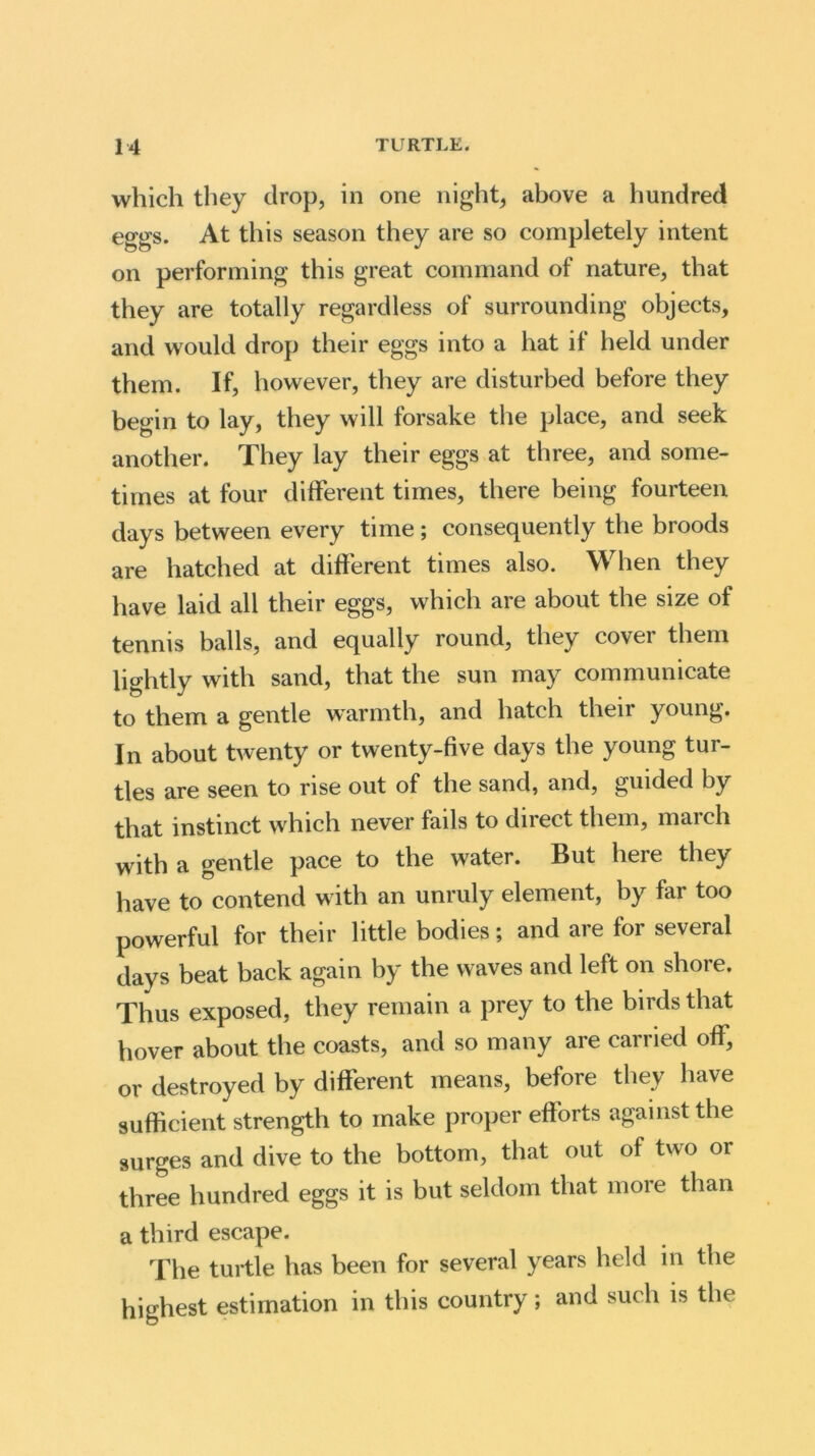 which they drop, in one night, above a hundred eggs. At this season they are so completely intent on performing this great command of nature, that they are totally regardless of surrounding objects, and would drop their eggs into a hat if held under them. If, however, they are disturbed before they begin to lay, they will forsake the place, and seek another. They lay their eggs at three, and some- times at four different times, there being fourteen days between every time; consequently the broods are hatched at different times also. When they have laid all their eggs, which are about the size of tennis balls, and equally round, they cover them lightly with sand, that the sun may communicate to them a gentle warmth, and hatch their young. In about twenty or twenty-five days the young tur- tles are seen to rise out of the sand, and, guided by that instinct which never fails to direct them, march with a gentle pace to the water. But here they have to contend with an unruly element, by far too powerful for their little bodies; and are for several days beat back again by the waves and left on shore. Thus exposed, they remain a prey to the birds that hover about the coasts, and so many are carried off, or destroyed by different means, before they have sufficient strength to make proper efforts against the surges and dive to the bottom, that out of two or three hundred eggs it is but seldom that more than a third escape. The turtle has been for several years held in the highest estimation in this country; and such is the