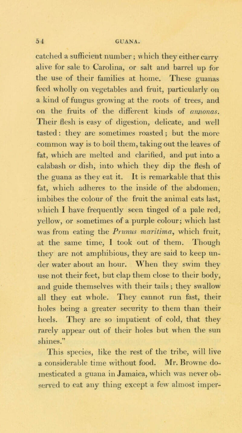 catched a sufficient number ; which they either carry alive for sale to Carolina, or salt and barrel up for the use of their families at home. These guanas feed wholly on vegetables and fruit, particularly on a kind of fungus growing at the roots of trees, and on the fruits of the different kinds of cirmonas. Their flesh is easy of digestion, delicate, and w'ell tasted: they are sometimes roasted; but the more common way is to boil them, taking out the leaves of fat, which are melted and clarified, and put into a calabash or dish, into which they dip the flesh of the guana as they eat it. It is remarkable that this fat, which adheres to the inside of the abdomen, imbibes the colour of the fruit the animal eats last, which I have frequently seen tinged of a pale red, yellow, or sometimes of a purple colour; which last w'as from eating the Primus maritimci, which fruit, at the same time, I took out of them. Though they are not amphibious, they are said to keep un- der water about an hour. When they swim they use not their feet, but clap them close to their body, and guide themselves with their tails; they swallow all they eat whole. They cannot run fast, their holes being a greater security to them than their heels. They are so impatient of cold, that they rarely appear out of their holes but when the sun shines.” This species, like the rest of the tribe, will live a considerable time without food. Mr. Browne do- mesticated a guana in Jamaica, which was never ob- served to eat any thing except a few' almost imper-
