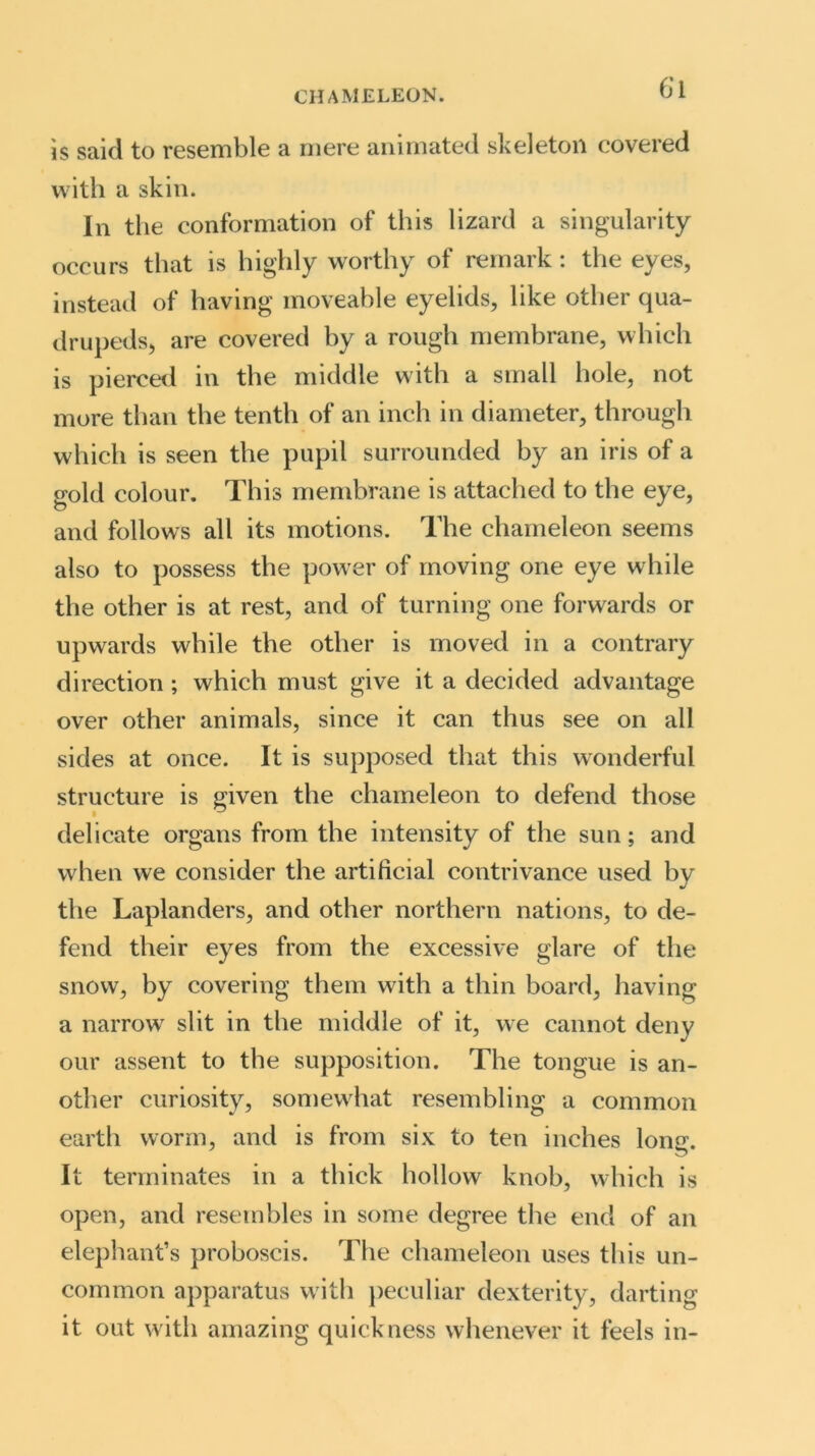 is said to resemble a mere animated skeleton covered with a skin. In the conformation of this lizard a singularity occurs that is highly worthy of remark: the eyes, instead of having moveable eyelids, like other qua- drupeds, are covered by a rough membrane, which is pierced in the middle with a small hole, not more than the tenth of an inch in diameter, through which is seen the pupil surrounded by an iris of a gold colour. This membrane is attached to the eye, and follows all its motions. The chameleon seems also to possess the power of moving one eye while the other is at rest, and of turning one forwards or upwards while the other is moved in a contrary direction ; which must give it a decided advantage over other animals, since it can thus see on all sides at once. It is supposed that this wonderful structure is given the chameleon to defend those delicate organs from the intensity of the sun; and when we consider the artificial contrivance used by the Laplanders, and other northern nations, to de- fend their eyes from the excessive glare of the snow, by covering them with a thin board, having a narrow slit in the middle of it, we cannot deny our assent to the supposition. The tongue is an- other curiosity, somewhat resembling: a common earth worm, and is from six to ten inches long. It terminates in a thick hollow knob, which is open, and resembles in some degree the end of an elephant’s proboscis. The chameleon uses this un- common apparatus with peculiar dexterity, darting it out with amazing quickness whenever it feels in-