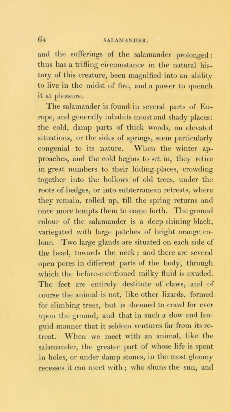 6*4 and the sufferings of the salamander prolonged: thus has a trifling circumstance in the natural his- tory of this creature, been magnified into an ability to live in the midst of fire, and a power to quench it at pleasure. The salamander is found in several parts of Eu- rope, and generally inhabits moist and shady places: the cold, damp parts of thick woods, on elevated situations, or the sides of springs, seem particularly congenial to its nature. When the winter ap- proaches, and the cold begins to set in, they retire in great numbers to their hiding-places, crowding together into the hollows of old trees, under the roots of hedges, or into subterranean retreats, where they remain, rolled up, till the spring returns and once more tempts them to come forth. The ground colour of the salamander is a deep shining black, variegated with large patches of bright orange co- lour. Two large glands are situated on each side of the head, towards the neck; and there are several open pores in different parts of the body, through which the before-mentioned milky fluid is exuded. The feet are entirely destitute of claws, and of course the animal is not, like other lizards, formed for climbing trees, but is doomed to crawl for ever upon the ground, and that in such a slow and lan- guid manner that it seldom ventures far from its re- treat. When we meet with an animal, like the salamander, the greater part of whose life is spent in holes, or under damp stones, in the most gloomy recesses it can meet with ; who shuns the sun, and