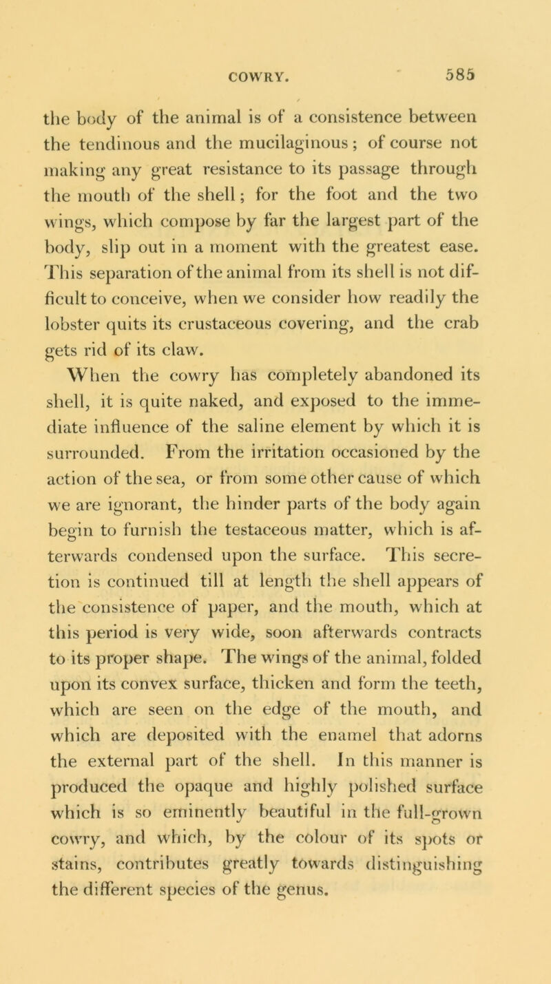 the body of the animal is of a consistence between the tendinous and the mucilaginous; of course not making any great resistance to its passage through the mouth of the shell; for the foot and the two wings, which compose by far the largest part of the body, slip out in a moment with the greatest ease. This separation of the animal from its shell is not dif- ficult to conceive, when we consider how readily the lobster quits its crustaceous covering, and the crab gets rid of its claw. When the cowry has completely abandoned its shell, it is quite naked, and exposed to the imme- diate influence of the saline element by which it is surrounded. From the irritation occasioned by the action of the sea, or from some other cause of which we are ignorant, the hinder parts of the body again begin to furnish the testaceous matter, which is af- terwards condensed upon the surface. This secre- tion is continued till at length the shell appears of the consistence of paper, and the mouth, which at this period is very wide, soon afterwards contracts to its proper shape. The wings of the animal, folded upon its convex surface, thicken and form the teeth, which are seen on the edge of the mouth, and which are deposited with the enamel that adorns the external part of the shell. In this manner is produced the opaque and highly polished surface which is so eminently beautiful in the full-grown cowry, and which, by the colour of its spots or stains, contributes greatly towards distinguishing the different species of the genus.