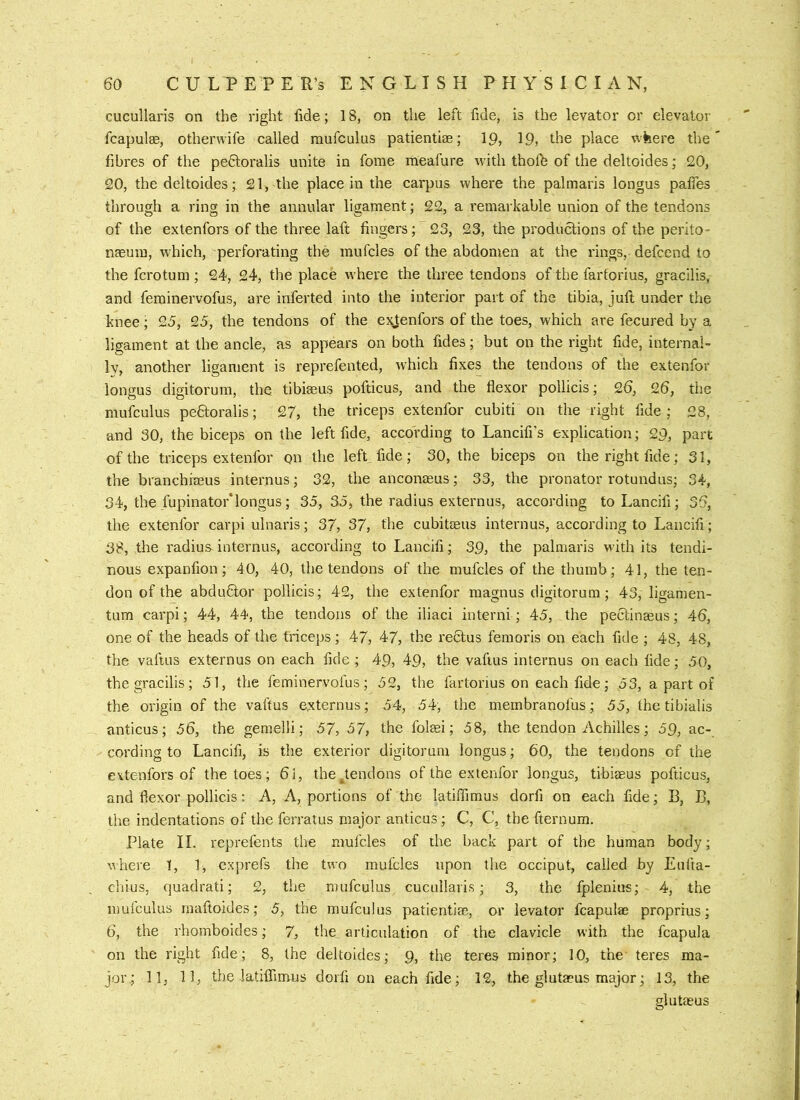 cucullaris on the right fide; 18, on the left fide, is the levator or elevator fcapulae, othenvife called mufculus patientiae; 19, 19, the place where the fibres of the pe6:oralis unite in fome meafure with thoffe of the deltoides; 20, 20, the deltoides; 21, the place in the carpus where the palmaris longus palfes through a ring in the annular ligament; 22, a remarkable union of the tendons of the extenfors of the three laft fingers; 23, 23, the productions of the perito- naeum, w’hich, perforating the mufcles of the abdomen at the rings, defcend to the fcrotum; 24, 24, the place where the three tendons of the fartorius, gracilis, and feminervofus, are inferted into the interior part of the tibia, juft under the knee; 25, 25, the tendons of the exjenfors of the toes, which are fecured by a ligament at the ancle, as appears on both fides; but on the right fide, internal- Iv, another ligament is reprefented, which fixes the tendons of the extenfor longus digitorum, the tibiaeus pofticus, and the flexor pollicis; 26, 26, the mufculus pefitoralis; 27, the triceps extenfor cubiti on the right fide; 28, and 30, the biceps on the left fide, according to Lancifi’s explication; 29, part of the triceps extenfor on the left fide; 30, the biceps on the right fide; 31, the branchiaeus internus; 32, the anconasus; 33, the pronator rotundas; 34, 34, the fupinator*longus; 35, 35, the radius externus, according toLancifi; 36, the extenfor carpi ulnaris; 37, 37, the cubitaeus internus, according to Lancifi; 38, the radius internus, according to Lancifi; 39, the palmaris with its tendi- nous expanfion; 40, 40, the tendons of the mufcles of the thumb; 41, the ten- don of the abdu6lor pollicis; 42, the extenfor magnus digitorum; 43, liganien- tum carpi; 44, 44, the tendons of the iliaci interni; 45, the pectinseus; 46, one of the heads of the triceps; 47, 47, the rectus femoris on each fide ; 48, 48, the vaftus externus on each fide ; 49, 49, the vaftus internus on each fide; 50, the gracilis; 51, the feminervofus; 52, the fartorius on each fide; 53, a part of the origin of the vaftus e;xternus; 54, 54, the membranofus; 55, the tibialis anticus; 56, the gemelli; 57, 57, the folaei; 58, the tendon Achilles; 59, ac- cording to Lancifi, is the exterior digitorum longus; 60, the tendons of the extenfors of the toes; 6i, thejendons of the extenfor longus, tibiaeus pofticus, and flexor pollicis: A, A, portions of the latiffimus dorfi on each fide; B, B, the indentations of the ferratus major anticus; C, C, the fternum. Plate II. reprefents the mufcles of the back part of the human body; where t, 1, exprefs the two mufcles upon the occiput, called by Eufta- chius, quadrat!; 2, the mufculus cucullaris; 3, the fplenius; 4, the mufculus maftoides; 5, the mufculus patientiae, or levator fcapulae proprius; 6, the rhomboides; 7, the articulation of the clavicle with the fcapula on the right fide; 8, the deltoides; 9, the teres minor; 10, the teres ma- jor,; 11, 11, the latiffimus dorfi on each fide; 12, the glutaeus major; 13, the glutaeus