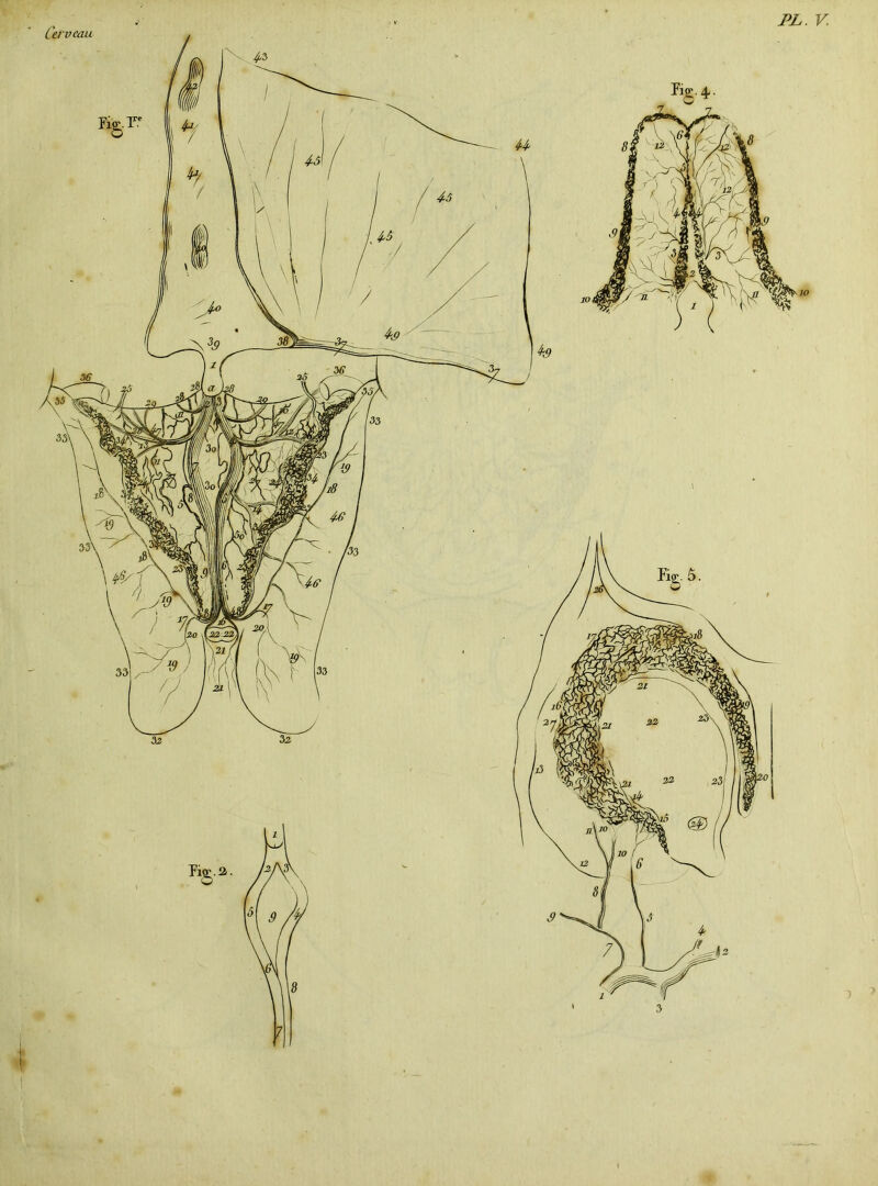 PL. V. %• 4 ■ W ,