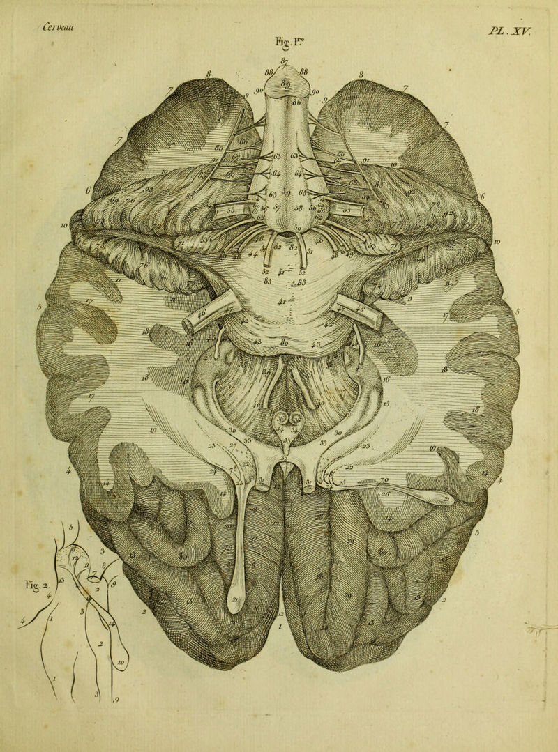 PL . XV. Bp; K!\\j£ïkJ 12/i wiÆÉiéCMM^C7Smli0c^^i