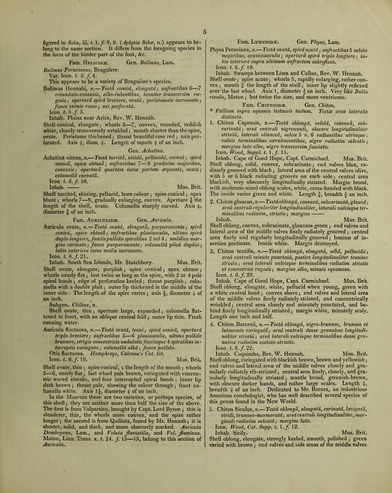 figured in Seba, iii. t. 1./. 8, 9. {Aplysia Sehcs, n.) appears to be- long to the same section. It differs from the foregoing species in the form of the hinder part of the foot, &c. Fam. HELiciDiE. Gen. Bulimus, Lam. Bulimus Peruvianus, Bruguiere. Var. [con. t. 5.f. 4. This appears to be a variety of Brugui^re’s species. Bulimus Hennahi, n.— Testa conicd, elongatd; anfractibus 6—7 rotundato-convexis, albo-rubentibus, tenuiter transversim ru- gosis; aperturd spird breviore, ovatd; peristomate incrassato; fauce eximie roseo; axi perforatd. Icon. t. ^.f. 5. Inhab. Plains near Arica, Rev. W. Hennah. Shell conical, elongate; whorls 6—7, convex, rounded, reddish white, closely transversely wrinkled ; mouth shorter than the spire, ovate. Peristome thickened ; throat beautiful rose red j axis per- forated. Axis i, diam. -§■. Length of mouth 4 of an inch. Gen. Achatina. Achatina nitens, w.— Testa turritd, nitidd, pellucidd, corned; spird conicd, apice obtusd; anfractibus 7—8 gradatim majoribus, convexis; aperturd quartam testae partem cequante, ovatd; colunielld curvatd. Icon. t. 6,f. 10. Inhab. Mus. Brit. Shell turrited, shining, pellucid, horn colour j spire conical; apex blunt j whorls 7—8, gradually enlarging, convex. Aperture ^ the length of the shell, ovate. Columella sharply curved. Axis 4, diameter ^ of an incli. Fam. AuriculidvE. Gen. Auricula. Auricula ovata, n.— Testd ovatd, elongatd, purpurascente; spird conicd, apice obtusd; anfractibus planiusculis, ultimo spird duplo longiore, fasciispallidis spiralibus 2vel4; umbilico mar- gine carinato; fauce purpurascente; columelld plied duplici; labio exteriore inlus medio incrassato. Icon. t. 6.f. 21. Inhab. South Sea Islands, Mr. Stutchbury. Mus. Brit. Shell ovate, elongate, purplish; spire conical; apex obtuse j whorls nearly flat; last twice as long as the spire, with 2 or 4 pale spiral bands ; edge of perforation keeled; throat purplish ; colu- mella with a double plait; outer lip thickened in the middle of the inner side : The length of the spire varies j axis diameter 4 of an inch. Subgen. Chilina, n. Shell ovate, thin ; aperture large, expanded; columella flat- tened in front, with an oblique central fold 5 outer lip thin. Fresh running water. Auricula fluctuosa, n.—-Testd ovatd, tenui; spird conicd, aperturd triplo breviore; anfractibus 5—6 planiusculis, ultimo pallide brunneo, strigis concentricis undulatisfasciisque 4 spiralibus in- terruptis variegato; columelld albd; fauce pallido. Otis fluctuosa. Humphreys, Calonne’s Cat. lot. Icon. t. 6.y. 19. Mus. Brit. Shell ovate, thin ; spire conical, 4 the length of the mouth ; whorls 5—6, nearly flat; last whorl pale brown, variegated with concen- tric waved streaks, and four interrupted spiral bands; inner lip dark brown ; throat pale, showing the colour through; front co- lumella white. Axis \^, diameter 4 of an inch. In the Museum there are two varieties, or perhaps species, of this shell; they are neither more than half the size of the above. The first is from Valparaiso, brought by Capt. Lord Byron j this is slenderer, thin, the whorls more convex, and the spire rather longer; the second is from Quiliota, found by Mr. Hennah ; it is shorter, solid, and thick, and more obscurely marked. Auricula Dombeyana, Lam., and Valuta Jluviatilis, and Vol. Jluminea. Maton, Linn. Trans, x. t. 24. /. 13—15, belong to this section of Auricula. Fam. LymneidjE. Gen. Physa, Lam. Physa Peruviana, n.—Testd ovatd, spirdacutd; anfractibus^ subito majoribus, convexiusculis; aperturd spird triplo longiore; la- bio interiore supra ultimum anfractum subrejiexo. Icon. t. Q.f. 10. Inhab. Swamps between Lima and Callao, Rev. W. Hennah. Shell ovate; spire acute; whorls 5, rapidly enlarging, rather con- vex J mouth f the length of the shell j inner lip slightly reflexed over the last whorl. Axis 1, diameter \ an inch. Veiy like Bulla rivalis, Maton ; but twice the size, and more ventricose. Fam. Chitonid.e. Gen. Chiton. * Pallium supra squamis testaceis tectum. Testce area lateralis distincta. 1. Chiton Capensis, n.—Testd oblongd, solidd, convexd, sub- carinatd; ared centrali nigrescenti, obscure longitudinaliter striata, laterali olivaced, sulcis 5 v. 6 radiantibus utrinque; valvis terminalibus ccerulescentibus, nigro radiatim sulcatis; margine lato albo, nigro transversim fasciato. Icon. Wood, Suppl. t. l.f. 11. Inhab. Cape of Good Hope, Capt. Carmichael. Mus. Brit. Shell oblong, solid, convex, subcarinate; end valves blue, ra- dialely grooved with black j lateral area of the central valves olive, with 5 or 6 black radiating grooves on each side; central urea blackish, very obscurely longitudinally striated. Margin broad, with moderate-sized oblong scales, white, cross-banded with black. The inside varies green and white. Length f, breadth i an inch. 2. Chiton glaucus,n.— Testdoblongd, convexd, subcarinatd,glaued; ared centrali regulariter longitudinaliter, laterali valvisque ter- minalibus radiatim, striatis; margine Inhab. Mus. Brit. Shell oblong, convex, subcarinate, glaucous green j end valves and lateral arese of the middle valves finely radiately grooved ; central area finely and regularly longitudinally grooved; laminae of in- sertion pectinate. Inside white. Margin destroyed. 3. Chiton textilis, n.—Testd oblongd, elongatd, albd, pellucidd; ared centrali minute punctatd, postice longitudinaliter tenuiter striata; ared laterali valvisque terminalibus radiatim striatis et concentrice rugosis; margine albo, minute squamoso. Icon. t. 6.f. 20. Inhab. Cape of Good Hope, Capt. Carmichael. Mu.s. Brit. Shell oblong, elongate, white, pellucid when young, green with a white central band ; convex above; end valves and lateral area of the middle valves finely radiately striated, and concentrically wrinkled; central area closely and minutely punctated, and be- hind finely longitudinally striated 3 margin white, minutely scaly. Length one inch and half, 4. Chiton Barnesii, n.—Testd oblongd, nigro-brunneo, brunneo et lutescente variegatd; ared centrali dense granulose longitudi- naliter striatd; ared laterali valvisque terminalibus dense gra- nulose radiatim costato-striatis. Icon. t. 6./. 22. Inhab. Coquimbo, Rev, W. Hennah, Mus. Brit. Shell oblong, variegated with blackish brown, brown and yellowish 5 end valves and lateral arese of the middle valves closely and gra- nularly radiately rib-striated 3 central area finely, closely, and gra- nularly longitudinally striated 3 mantle broad, greenish-brown, with obscure darker bands, and rather large scales. Length 4, breadth 4 of an inch. Dedicated to Mr. Barnes, an industrious American conchologist, who has well described several species of this genus found in the New World. 5. Chiton Siculus, n.—Testd oblongd, elongatd, carinatd, Icevigatd, viridi, brunneo-marmoratd; ared centrali longitudinaliter, mar- ginali radiatim sulcatd; margine lato. Icon. Wood, Cat. Supp. t. l.f. 12. Inhab. Sicily. Mus. Brit. Shell oblong, elongate, strongly keeled, smooth, polished 5 green varied with brown 5 end valves and side areas of the middle valves