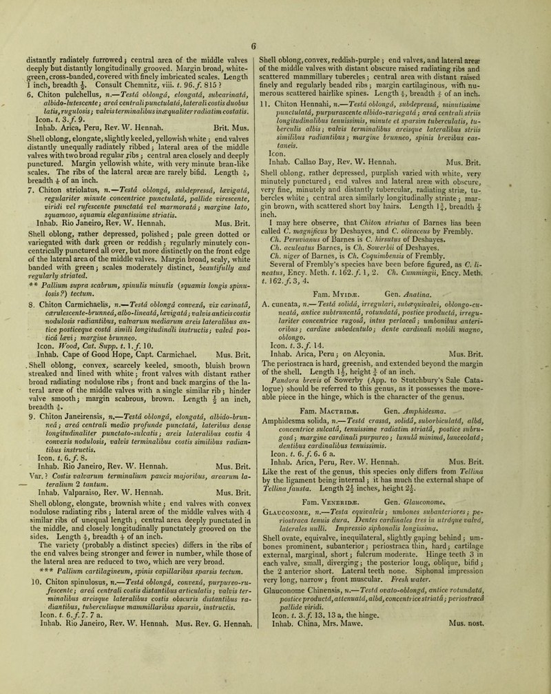 G Shell oblong, convex, reddish-purple ; end valves, and lateral ares of the middle valves with distant obscure raised radiating ribs and scattered mammillary tubercles; central area with distant raised finely and regularly beaded ribs ; margin cartilaginous, with nu- merous scattered hairlike spines. Length breadth -f of an inch. 11. Chiton Hennahi, w.— Testa oblongd, subdepressd, minutissime punctulatd, purpurascente albido-variegatd; area centrali striis longitudinalibus tenuissimis, minute et sparsim tuberculatis, tu~ berculis albis; valvis terminalibus areisque lateralibus striis similibus radiantibus; margine brunneo, spinis brevibus cas- taneis. Icon. Inhab. Callao Bay, Rev. W. Hennah. Mus. Brit. Shell oblong, rather depressed, purplish varied with white, very minutely punctured; end valves and lateral areas with obscure, very fine, minutely and distantly tubercular, radiating striae, tu- bercles white; central area similarly longitudinally striate; mar- gin brown, with scattered short bay hairs. Length If, breadth f inch. 1 may here observe, that Chiton striatus of Barnes Has been called C. magni/icus by Deshayes, and C. oUvaceus by Frembly. Ch. Peruvianus of Barnes is C. hirsutus of Deshayes. Ch. aculeatus Barnes, is Ch. Sowerbii of Deshayes. Ch. niger of Barnes, is Ch. Coquimbensis of Frembly. Several of Frembly’s species have been before figured, as C. U- neatus, Ency. Meth. t. 162./. 1, 2. Ch. Cummingii, Ency. Meth. t. 162./. 3, 4. distantly radiately furrowed; central area of the middle valves deeply but distantly longitudinally grooved. Margin broad, white- green, cross-banded, covered with finely imbricated scales. Length 1 inch, breadth f. Consult Chemnitz, viii. t. 96. f. 815 ? 6. Chiton pulchellus, n.—Testd oblongd, elongatd, subcarinatd, albido-lutescente; ared centrali punctulatd, laterali coslis duobus latis,rvgulosis} valvis terminalibus incequaliterradiatimcostatis. Icon. t. 3./. 9. Inhab. Arica, Peru, Rev. W. Hennah. Brit. Mus. Shell oblong, elongate, slightly keeled, yellowish white; end valves distantly unequally radiately ribbed; lateral area of the middle valves with two broad regular j-ibs ; central area closely and deeply punctured. Margin yellowish white, with very minute bran-like scales. The ribs of the lateral areae are rarely bifid. Length 4^, breadth 4- of an inch. 7. Chiton striolatus, n.—Testd oblongd, subdepressd, Icevigatd, regulariter minute concentrice punctulatd, pallide virescente, viridi vel rufescente punctata vel marmoratd; margine lato, squamosa, squamis elegantissime striatis. Inhab. Rio Janeiro, Rev. W. Hennah, Mus. Brit. Shell oblong, rather depressed, polished; pale green dotted or variegated with dark green or reddish; regularly minutely con- centrically punctured all over, but more distinctly on the front edge of the lateral area of the middle valves. Margin broad, scaly, white banded with green; scales moderately distinct, beautifully and regularly striated. ** Pallium supra scabrum, spinulis minutis (squamis longis spinu- losis?) tectum. 8. Chiton Carmichaelis, n.-—Testd oblongd convexd, vix carinatd, ccerulescente-brunned,albo-lineatd,Icevigatd-, valvisanticiscostis nodulosis radiantibus, valvarum mediarum areis lateralibus an- tice postieeque costd simili longitudinali instructis; valvd pos- tied IcEvi; margine brunneo. Icon. Wood, Cat. Supp. t. 1./. 10. Inhab. Cape of Good Hope, Capt. Carmichael. Mus. Brit. . Shell oblong, convex, scarcely keeled, smooth, bluish brown streaked and lined with white; front valves with distant rather broad radiating nodulose ribs; front and back margins of the la- teral areae of the middle valves with a single similar rib; hinder valve smooth; margin scabrous, brown. Length f an inch, breadth 4. 9. Chiton Janeirensis, n.—Testd oblongd, elongatd, albido-brun- ned; ared centrali medio profunde punctatd, lateribus dense longitudinaliter punctato-sulcatis; areis lateralibus costis 4 convexis nodulosis, valvis terminalibus costis similibus radian- tibus instructis. Icon. t. 6.f. 8. Inhab. Rio Janeiro, Rev, W. Hennah. Mus. Brit. Var. ? Costis valvarum terminalium paucis majoribus, arearum la- teralium 2 tantum. Inhab, Valparaiso, Rev, W, Hennah. Mus. Brit, Shell oblong, elongate, brownish white ; end valves with convex nodulose radiating ribs; lateral areae of the middle valves with 4 similar ribs of unequal length ; central area deeply punctated in the middle, and closely longitudinally punctately grooved on the sides. Length breadth 4- of an inch. The variety (probably a distinct species) differs in the ribs of the end valves being stronger and fewer in number, while those of the lateral area are reduced to two, which are very broad. *** Pallium cartilagineum, spinis capillaribus sparsis tectum. 10. Chiton spinulosus, n.—Testd oblongd, convexd, purpureo-ru- fescente; ared centrali costis distantibus articulatis; valvis ter- minalibus areisque lateralibus costis obscuris distantibus ra- diantibus, tuberculisque mammillaribus sparsis, instructis. Icon. t. 6./. 7. 7 a. Inhab. Rio Janeiro, Rev. W. Hennah. Mus. Rev. G. Hennah. Fam. Myid^. Gen. Anatina. A. cuneata, n.— Testd solidd, irregulari, subcequivalvi, oblongo-cu- neatd, antice subtruncatd, rotundatd, postice produetd, irregu- lariter concentrice rugosd, intus perlaced; umbonibus-anteri- oribus; cardine subedentulo; dente cardinali mobili magno, oblongo. Icon. t. 3./. 14. Inhab. Arica, Peru ; on Alcyonia. Mus. Brit. The periostraca is hard, greenish, and extended beyond the margin of the shell. Length 1^, height f of an inch. Pandora brevis of Sowerby (App. to Stutchbury’s Sale Cata- logue) should be referred to this genus, as it possesses the move- able piece in the hinge, which is the character of the genus. Fam. Mactrid.®. Gen. Amphidesma. Amphidesma solida, n.— Testd crassd, solidd, suborbiculatd, albd, concentrice sulcata, tenuissime radiatim striata, postice subru- gosd; margine cardinali purpureo; lunula minimd, lanceolatd; dentibus cardinalibus tenuissimis. Icon. t. 6.f. 6. 6 a. Inhab, Arica, Peru, Rev. W. Hennah. Mus. Brit. Like the rest of the genus, this species only differs from Tellina by the ligament being internal; it has much the external shape of Tellina fausta. Length 2^ inche.s, height 2^. Fam. Venerid.®. Gen. Glauconome. Glauconome, n.— Testa equivalvis; umbones subanteriores; pe- riostraca tenuis dura. Dentes cardinales tres in utrdque valvd, laterales nulli. Impressio siphonalis longissima. Shell ovate, equivalve, inequilateral, slightly gaping behind ; um- bones prominent, subanterior; periostraca thin, hard; cartilage external, marginal, short; fulcrum moderate. Hinge teeth 3 in each valve, small, diverging; the posterior long, oblique, bifid; the 2 anterior short. Lateral teeth none. Siphonal impression very long, narrow; front muscular. Fresh water. Glauconome Chinensis, n.—Testd ovato-oblongd, antice rotundatd, postice produetd, attenuatd, albd, concentrice striata; periostraca pallide viridi. Icon. t. 3.f. 13. 13 a, the hinge. Inhab. China, Mrs. Mawe. Mus. nost.