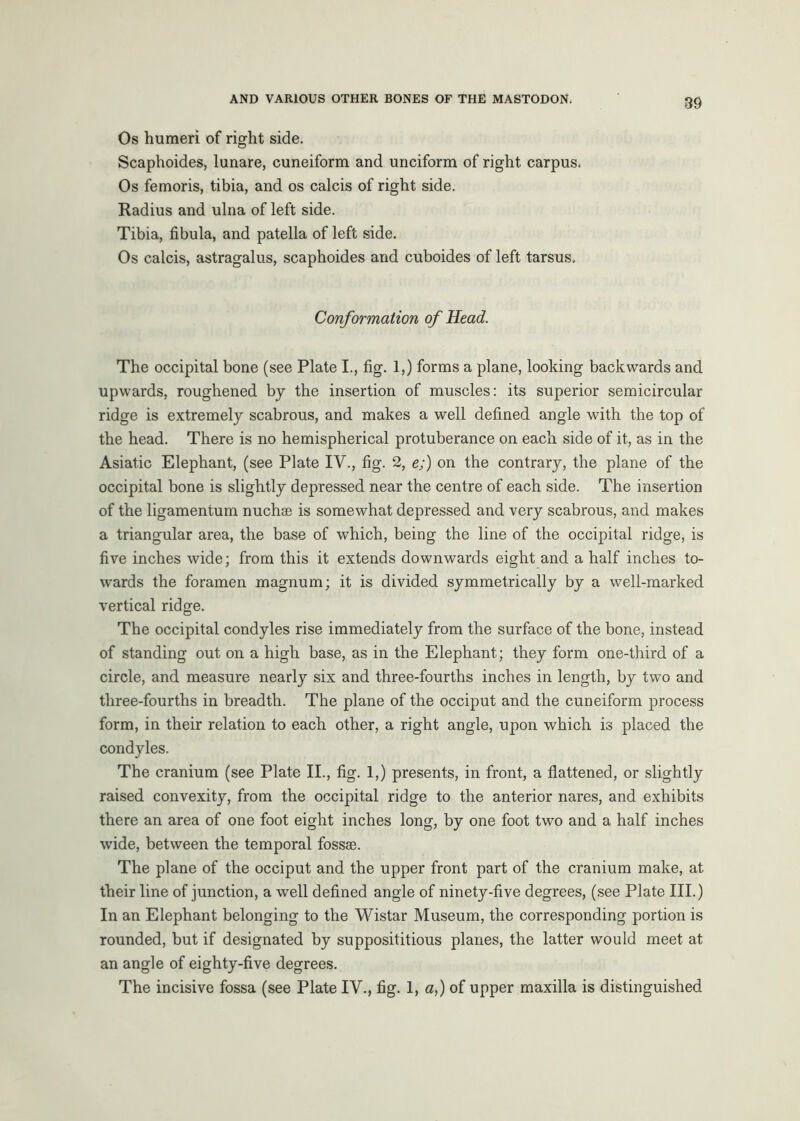 Os humeri of right side. Scaphoides, lunare, cuneiform and unciform of right carpus* Os femoris, tibia, and os calcis of right side. Radius and ulna of left side. Tibia, fibula, and patella of left side. Os calcis, astragalus, scaphoides and cuboides of left tarsus. Conformation of Head. The occipital bone (see Plate I., fig. 1,) forms a plane, looking backwards and upwards, roughened by the insertion of muscles: its superior semicircular ridge is extremely scabrous, and makes a well defined angle with the top of the head. There is no hemispherical protuberance on each side of it, as in the Asiatic Elephant, (see Plate IV., fig. 2, e;) on the contrary, the plane of the occipital bone is slightly depressed near the centre of each side. The insertion of the ligamentum nuchse is somewhat depressed and very scabrous, and makes a triangular area, the base of which, being the line of the occipital ridge, is five inches wide; from this it extends downwards eight and a half inches to- wards the foramen magnum; it is divided symmetrically by a well-marked vertical ridge. The occipital condyles rise immediately from the surface of the bone, instead of standing out on a high base, as in the Elephant; they form one-third of a circle, and measure nearly six and three-fourths inches in length, by two and three-fourths in breadth. The plane of the occiput and the cuneiform process form, in their relation to each other, a right angle, upon which is placed the condyles. The cranium (see Plate II., fig. 1,) presents, in front, a flattened, or slightly raised convexity, from the occipital ridge to the anterior nares, and exhibits there an area of one foot eight inches long, by one foot two and a half inches wide, between the temporal fossae. The plane of the occiput and the upper front part of the cranium make, at their line of junction, a well defined angle of ninety-five degrees, (see Plate III.) In an Elephant belonging to the Wistar Museum, the corresponding portion is rounded, but if designated by supposititious planes, the latter would meet at an angle of eighty-five degrees. The incisive fossa (see Plate IV., fig. 1, a,) of upper maxilla is distinguished