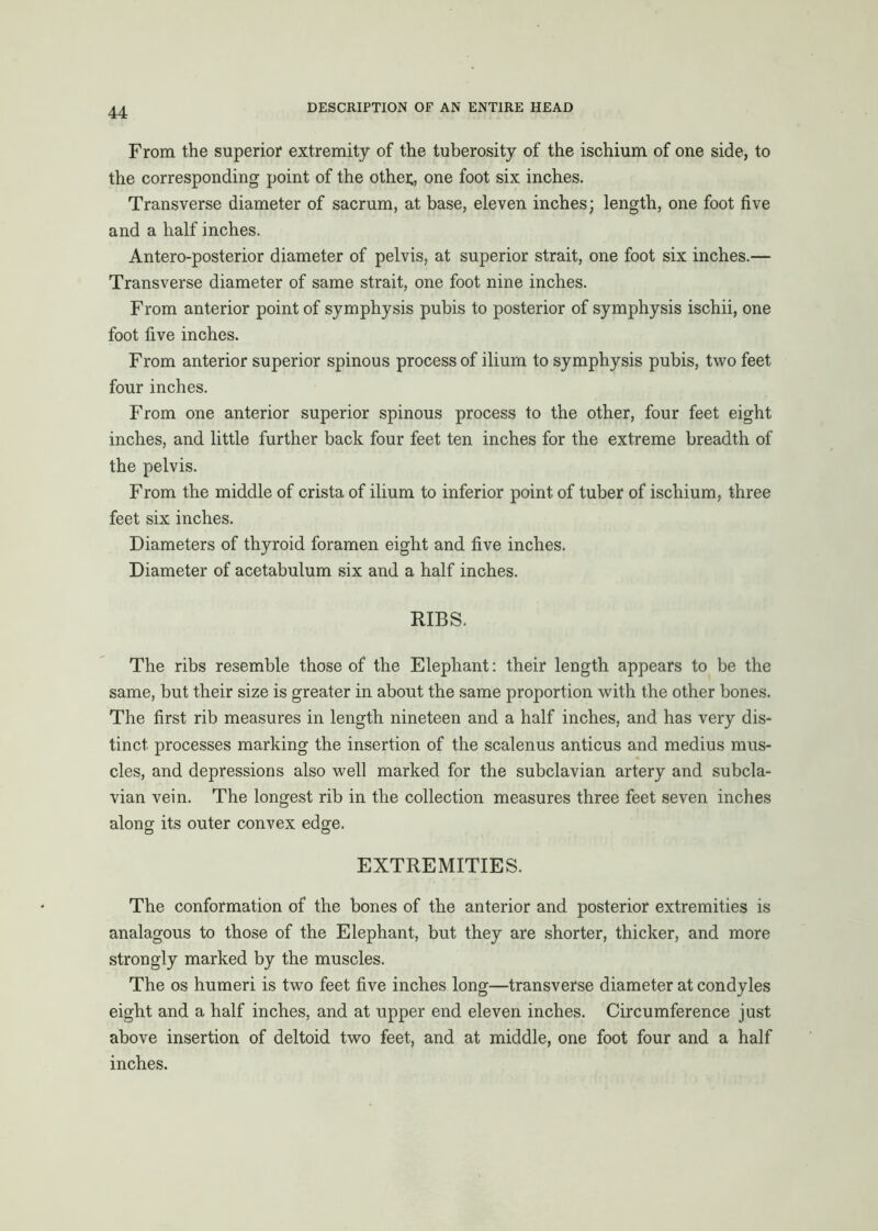 From the superior extremity of the tuberosity of the ischium of one side, to the corresponding point of the othei;, one foot six inches. Transverse diameter of sacrum, at base, eleven inches; length, one foot five and a half inches. Antero-posterior diameter of pelvis, at superior strait, one foot six inches.— Transverse diameter of same strait, one foot nine inches. From anterior point of symphysis pubis to posterior of symphysis ischii, one foot five inches. From anterior superior spinous process of ilium to symphysis pubis, two feet four inches. From one anterior superior spinous process to the other, four feet eight inches, and little further back four feet ten inches for the extreme breadth of the pelvis. From the middle of crista of ilium to inferior point of tuber of ischium, three feet six inches. Diameters of thyroid foramen eight and five inches. Diameter of acetabulum six and a half inches. RIBS. The ribs resemble those of the Elephant: their length appears to be the same, but their size is greater in about the same proportion with the other bones. The first rib measures in length nineteen and a half inches, and has very dis- tinct processes marking the insertion of the scalenus anticus and medius mus- cles, and depressions also well marked for the subclavian artery and subcla- vian vein. The longest rib in the collection measures three feet seven inches along its outer convex edge. O O EXTREMITIES. The conformation of the bones of the anterior and posterior extremities is analagous to those of the Elephant, but they are shorter, thicker, and more strongly marked by the muscles. The os humeri is two feet five inches long—transverse diameter at condyles eight and a half inches, and at upper end eleven inches. Circumference just above insertion of deltoid two feet, and at middle, one foot four and a half inches.