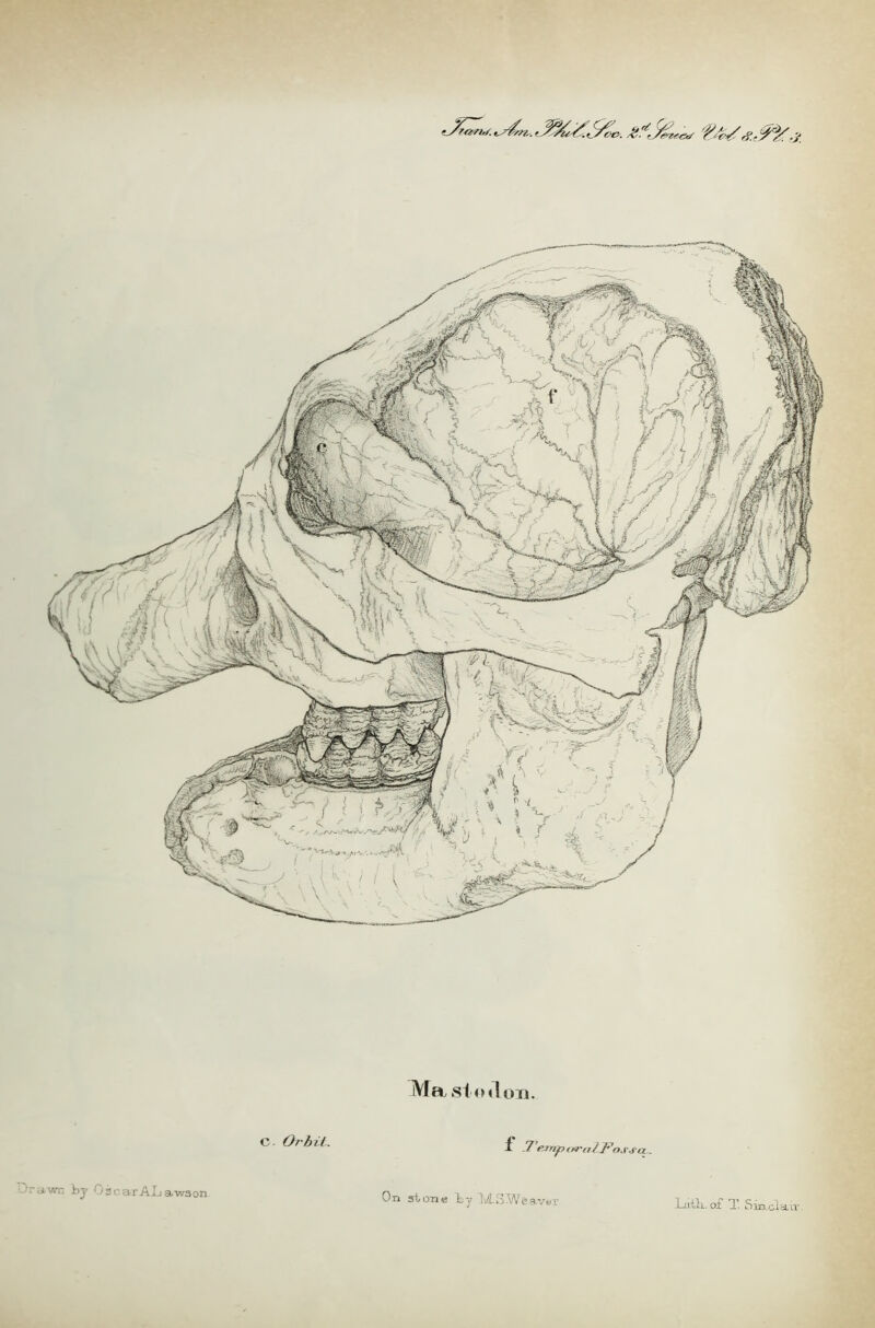 Tevt&/ Mastculcm. C. Orbit. f* Trrnpo'rulJ^n.y.iu Drawn bj OscarAL av/son On stone by lASWeavt. l_ii.tli.oi T. Sinclair