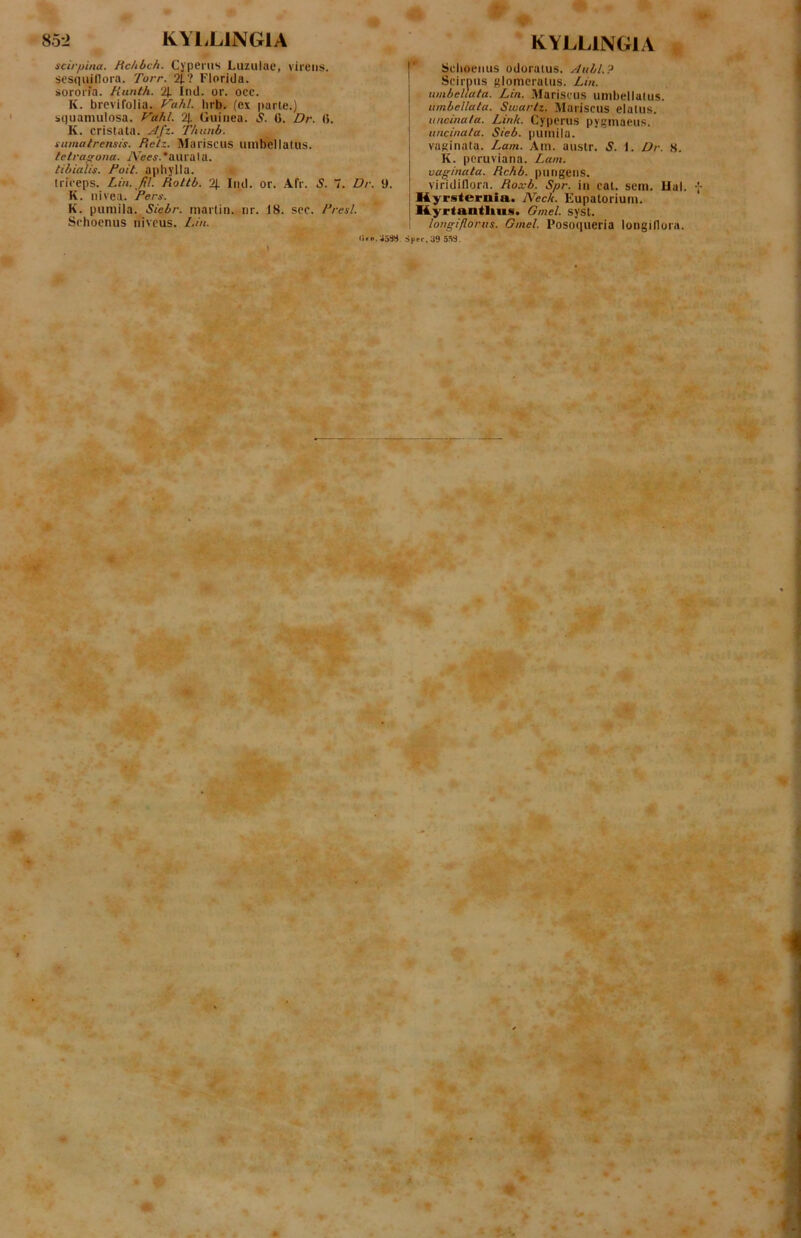 scirpina. Hchbch. Cypems Luzulac, virens, sesquiflora. Torr. 2t? Florida, sororfa. Hunth. ‘21 Ind. or. occ. K. brcvifolia. hrb. (ex parte.) squainulosa. J^ah/. 21 Giiinea. S. G. Dr. (i. K. cristata. j4/z. Thunb. sumatrensis. Relz. Marisciis uinbcllatus. /etrap-ona. Ae«.*aurala. tibialis. Poit. a phy II a. triceps. Lin. fil. Rottb. 2J. Ind. or. Afr. S. 7. Dr. 9. K. nivea. Pers. K. pumila. Siebr. martin. nr. 18. sec. Presl. Schoenus niveus. I.in. KYLLINGIA Schoenus odoratus. Anhl.? Scirpus glomeratus. Lin. umbellata. Lin. IVIariscus umbellatus. iimbellala. Swarlz. Mariscus elatus. uncinata. Link. Cyperus pygmaeus. uncinata. Sieb. pumila, vaginata. Lam. Am. austr. 5. 1. Dr. 8. K. peruviana. Lam. vaginata. Rchb. pungens, viridillora. Roxb. Spr. in cat. sem. Ual. Hyrsternia. Neck. Eupatorium. Ryrtantltits. Gmel. syst. longifloriis. Gmel. Posoqueria longiflora. L Spec.aS 5M. s.