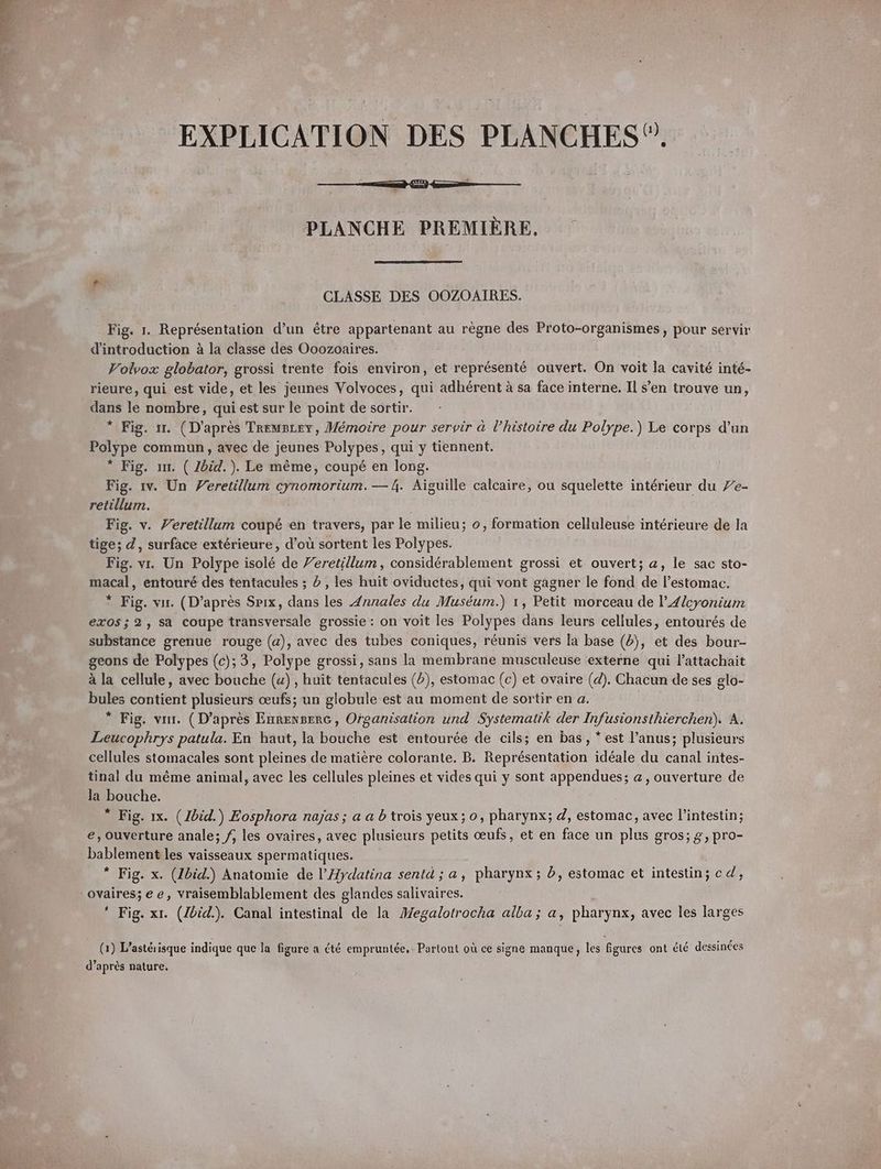 EXPLICATION DES PLANCHES”. PLANCHE PREMIÈRE. CLASSE DES OOZOAIRES. Fig. 1. Représentation d’un être appartenant au règne des Proto-organismes, pour servir d'introduction à la classe des Ooozoaires. Volvox globator, grossi trente fois environ, et représenté ouvert. On voit la cavité inté- rieure, qui est vide, et les jeunes Volvoces, qui adhérent à sa face interne. Il s’en trouve un, dans le nombre, qui est sur le point de sortir. * Fig. ır. (D’après Tremscey, Mémoire pour servir à l’histoire du Polype.) Le corps d’un Polype commun, avec de jeunes Polypes, qui y tiennent. * Fig. nr. ( Zbid.). Le même, coupé en long. Fig. ıv. Un Veretillum cynomorium. — 4. Aiguille calcaire, ou squelette intérieur du 7e- retillum. Fig. v. Yeretillum coupé en travers, par le milieu; o, formation celluleuse intérieure de la tige; d, surface extérieure, d’où sortent les Polypes. Fig. vr. Un Polype isolé de Yeretillum, considérablement grossi et ouvert; a, le sac sto- macal, entouré des tentacules ; 2 , les huit oviductes, qui vont gagner le fond de l'estomac. * Fig. vır. (D’après Spıx, dans les Annales du Muséum.) 1, Petit morceau de l’4leyonium exos; 2, sa coupe transversale grossie : on voit les Polypes dans leurs cellules, entourés de substance grenue rouge (a), avec des tubes coniques, réunis vers la base (8), et des bour- geons de Polypes (c); 3, Polype grossi, sans la membrane musculeuse externe qui l’attachait à la cellule, avec bouche (u) , huit tentacules (5), estomac (c) et ovaire (d). Chacun de ses glo- bules contient plusieurs œufs; un globule est au moment de sortir en a. * Fig. vur. (D’après Enrensere, Organisation und Systematik der Infusionsthierchen). A. Leucophrys patula. En haut, la bouche est entourée de cils; en bas, * est l’anus; plusieurs cellules stomacales sont pleines de matière colorante. B. Représentation idéale du canal intes- tinal du même animal, avec les cellules pleines et vides qui y sont appendues; a, ouverture de la bouche. * Fig. 1x. (Zbid.) Eosphora najas; a a b trois yeux ; o, pharynx; d, estomac, avec l'intestin; e, ouverture anale; /, les ovaires, avec plusieurs petits œufs, et en face un plus gros; g, pro- bablement les vaisseaux spermatiques. * Fig. x. (1bid.) Anatomie de l’Hydatina sentd ; a, pharynx ; db, estomac et intestin; cd, ovaires; ee, vraisemblablement des glandes salivaires. * Fig. xr. (Ibid.). Canal intestinal de la Megalotrocha alba; a, pharynx, avec les larges (1) L’asteı isque indique que la figure a été empruntée, Partout où ce signe manque, les figures ont élé dessinces d’après nature.