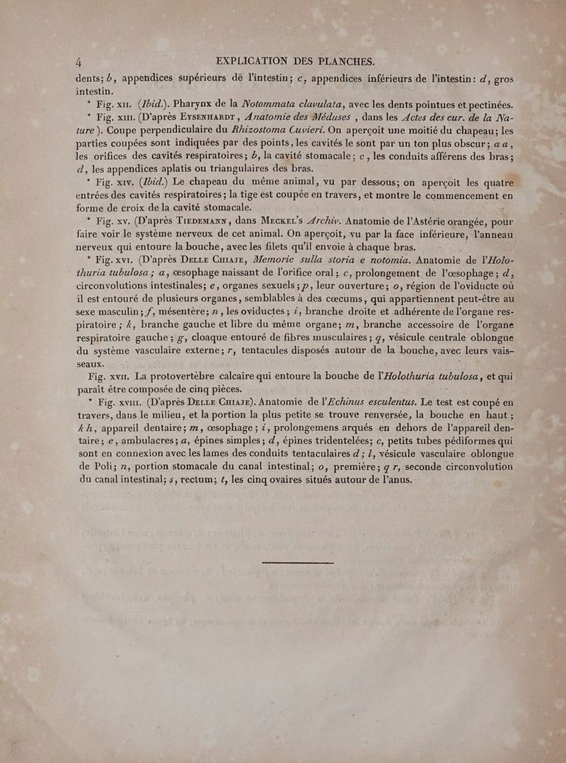 dents; b, appendices supérieurs dé l'intestin; c, appendices inférieurs de l'intestin: d, gros intestin. * Fig.xrr. (Ibid.). Pharynx de la Notommata clavulata, avec les dents pointues et pectinées. * Fig. xur. (D’après EYsENHARDT, Anatomie des Méduses , dans les Actes des cur. de la Na- ture ). Coupe perpendiculaire du Rhizostoma Cuvieri. On aperçoit une moitié du chapeau; les parties coupées sont indiquées par des points, les cavités le sont par un ton plus obscur; aa, les orifices des cavités respiratoires; à, la cayité stomacale; c , les conduits afférens des bras; d , les appendices aplatis ou triangulaires des bras. * Fig. xıv. (Ibid.) Le chapeau du même animal, vu par dessous; on aperçoit les quatre entrées des cavités respiratoires; la tige est coupée en travers, et montre le commencement en forme de croix de la cavité stomacale. : + * Fig. xv. (D'après Tıevemann, dans Mecker’s Archiv. Anatomie de l’Asterie orangée, pour faire voir le systeme nerveux de cet animal. On aperçoit, vu par la face inférieure, l'anneau nerveux qui entoure la bouche, avec les filets qu’il envoie à chaque bras. * Fig.xvr, (D’après DELLE er Memorie sulla storia e notomia. Anatomie de l’Holo- thuria tubulosa ; a, œsophage naissant de l’orifice oral; c, prolongement de l’œsophage; d, circonvolutions intestinales; e, organes sexuels ; p, leur ouverture; o, région de l’oviducte où il est entouré de plusieurs organes, semblables à des cœcums, qui appartiennent peut-être au sexe masculin; f, mésentère; n , les oviductes ; i, branche droite et adhérente de l’organe res- piratoire ; A, branche gauche et libre du même organe; m, branche accessoire de l’organe respiratoire gauche ; g, cloaque entouré de fibres musculaires ; g, vésicule centrale oblongue du système vasculaire externe; r, tentacules disposés autour de la bouche, avec leurs vais- seaux. | Fig. xvır. La protovertèbre calcaire qui entoure la bouche de l’Holothuria a et qui paraît étre composée de cinq pièces. * Fig. xvur. (D'après Derre Cnrase). Anatomie de l’Echinus esculentus. Le test est coupé en travers, dans le milieu, et la portion la plus petite se trouve renversée, la bouche en haut; Ah, àppareil dentaire; m, œsophage ; i, prolongemens arqués en dehors de l’appareil den- taire; e, ambulacres; a, épines simples; d, épines tridentelées; c, petits tubes pédiformes qui sont en connexion avec les lames des conduits tentaculaires d ; /, vésicule vasculaire oblongue de Poli; z, portion stomacale du canal intestinal; o, premiere; g r, seconde circonvolution du canal intestinal; s, rectum; f, les cinq ovaires situés autour de l’anus.