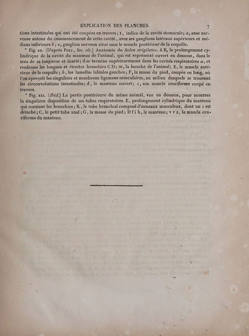 tions intestinales qui ont été coupées en travers; t, indice de la cavité stomacale; a, anse ner- veuse autour du commencement de cette cavité , avec ses ganglions latéraux supérieurs et mé- dians inférieurs à ; c, ganglion nerveux situé sous le muscle posterieur’de la coquille. * Fig. xx. (D'après Porı, loc. cit.) Anatomie du Solen strigilatus. AB, le prolongement cy- lindrique de la cavité du manteau de l’animal, qui est représenté ouvert en dessous, dans le sens de sa longueur et écarté; il se termine supérieurement dans les cavités respiratoires a, et renferme les longues et étroites branchies CD; 2, la bouche de l’animal; E, le muscle anté- rieur de la coquille ; 2, les lamelles labiales gauches ; F, la masse du pied, coupée en long, où l'on aperçoit les singuliers et nombreux ligamens musculaires, au milieu desquels se trouvent les circonvolutions intestinales; d , le manteau ouvert; c, son muscle cruciforme coupé en travers. * Fig. xxı. (Ibid.) La partie postérieure du même animal, vue en dessous, pour montrer la singulière disposition de ses tubes respiratoires. E, prolongement cylindrique du manteau qui contient les branchies ; K , le tube branchial composé d’anneaux musculeux, dont un s est détaché ; C, le petit tube anal ; G, la masse du pied; Dfih,le manteau; v r z, le muscle cru- ciforme du manteau.