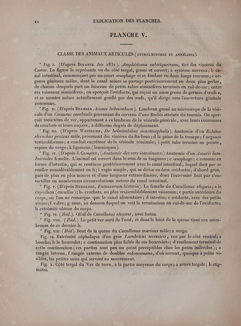 PLANCHE V. CLASSE DES ANIMAUX ARTICULES (ENTHELMINTHES ET ANNELIDES). * Fig. 1. (D’après Bosanus. Isis 1831). dmphistoma subtriquetrum, tiré des visceres du Castor. La figure le représente vu du côté tergal, grossi et ouvert; a système nerveux ; b ca- nal intestinal, commençant par un court œsophage et se fendant en deux longs coecums; c or- ganes génitaux mâles, dont le canal mince se partage postérieurement en deux plus grêles, de chacun desquels part un faisceau de petits tubes séminifères terminés en cul-de-sac ; entre ces vaisseaux séminifères, on aperçoit l’oviducte, qui reçoit un amas grenu de germes d’œufs e, et se montre même actuellement gonflé par des œufs, qu’il dirige vers l'ouverture génitale commune. | * Fig. n. (D’après Bremser, /cones helminthum). Lambeau grossi au microscope de la vesi- cule d’un Cenurus cerebralis provenant du cerveau d’une Brebis atteinte du tournis. On aper- coit trois têtes de ver, appartenant à ce lambeau de la vésicule générale, avec leurs couronnes de crochets et leurs sucoirs, à différens degrés de déploiement. * Fig. nr. (D’après Wesrrums, De helminthibus acantocephalis). Anatomie d’un Zchino- rhynchus proteus mâle, provenant des viscères du Barbeau ; d la gaine de la trompe; f organes testiculiformes ; a conduit excréteur de la vésicule séminale; i petit tube terminé en pointe, a: de verge; k ligamens ( lemnisques ). * Fig. 1v. (D'après J. CLoQuET, (Anatomie des vers intestinaux.) Anatomie d’un Zscaris lum- es femelle. L’animal est ouvert dans le sens de sa longueur; e œsophage; c estomac en forme d’intestin, qui se continue postérieurement avec le canal intestinal, lequel finit par se renfler considérablement en h;i vagin simple, qui se divise en deux oviductes, d'abord gros, puis de plus en plus minces et d’une longueur extraordinaire, dont l'extrémité finit par s’en- tortiller en nombreuses circonvolutions autour du canal intestinal. * Fig. v. (D'après Runorpnt, Entoozorum historia). La femelle du Cucullanus elegans ; a le PRE (cucullus ); b. octets ou plus vraisemblablement vaisseaux; c partie antérieure du corps, où l’on ne remarque que le canal alimentaire; d intestin; c oviducte, avec des petits vivans; f vulve; g anus, au dessous duquel on voit la terminaison en cul-de-sac de l’oviducte; h extrémité obtuse du corps. * Fig. vi. (Zbid.). OEuf de Cucullanus elegans , avec fœtus. * Fig. vur. (Ibid.) Le petit ver sorti de l'œuf, et dont le bout de la queue tient aux mem- branes de ce dernier b. * Fig. vu. (Jbid). Bout de la queue du Cucullanus marinus mâle; a verge. Fig. 1x. Extrémité céphalique d’un gros Lumbricus ‘terrestris , vue par le côté ventral; a LOUE b le bourrelet; c continuation plus faible de ces bourrelets; d renflement terminal de cette continuation Pa parties sont peu ou point perceptibles chez les petits individus); e rangée interne, f rangée externe de doubles enfoncemens, d’où sortent, quoique à peine vi- sibles, les petites soies qui serventau mouvement. Fig. x. Côté tergal du Ver de terre, à la partie moyenne du corps; a artère tergale; b stig- mates.