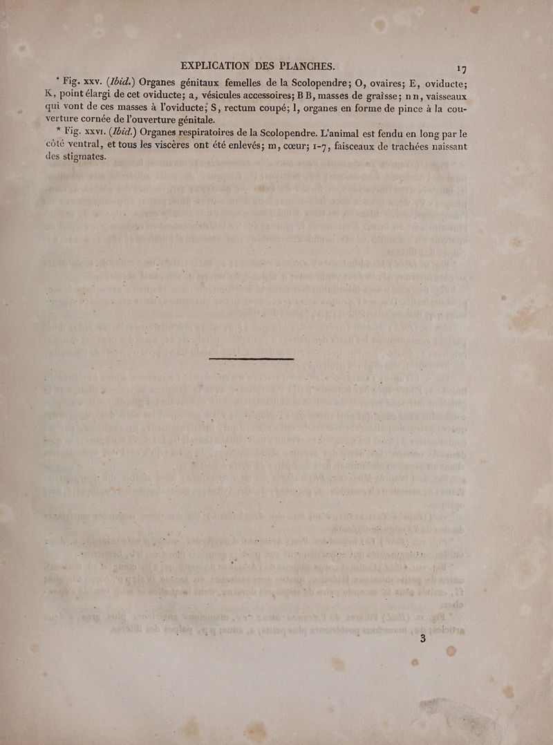 Fig. xxv. (Jbid.) Organes génitaux femelles de la Scolopendre; O, ovaires; E, oviducte; K, point élargi de cet oviducte; a, vésicules accessoires; BB, masses de graisse; nn, vaisseaux qui vont de ces masses à l’oviducte; S, rectum coupé; 1, organes en forme de pince à la cou- verture cornée de l’ouverture génitale. * Fig. xxvr. (Jbéd.) Organes respiratoires de la Scolopendre. L'animal est fendu en long par le côté ventral, et tous les viscères ont été enlevés; m, cœur; 1-7, faisceaux de trachées naissant des stisgmates.