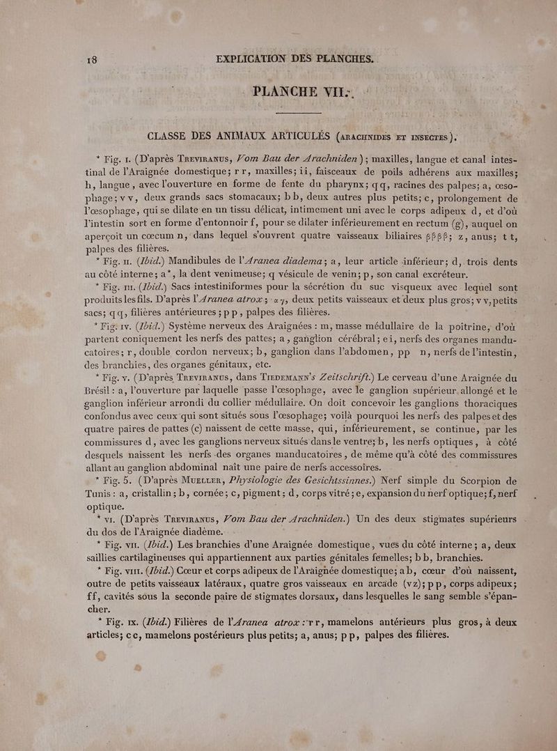 PLANCHE VII: CLASSE DES ANIMAUX ARTICULÉS (aracwiDEs ET INSECTES ). * Fig. 1. (D'après Trevinanus, Yom Bau der Arachniden ); maxilles, langue et canal intes- tinal de PAraignée domestique; rr, maxilles; ii, faisceaux de poils adhérens aux maxilles; h, langue, avec l'ouverture en forme de fente du pharynx; qq, racines des palpes; a, œso- phage; vv, deux grands sacs stomacaux; bb, deux autres plus petits; c, prolongement de l'œsophage, qui se dilate en un tissu délicat, intimement uni avec le corps adipeux d, et d’où l'intestin sort en forme d’entonnoir f, pour se dilater inferieurement en rectum (g), auquel on aperçoit un coecum n, dans lequel s'ouvrent quatre vaisseaux biliaires BÉBÉ; z, anus; tt, palpes des filières. * Fig. n. (Ibid.) Mandibules de l’{ranea diadema ; a, leur article inférieur; d,-trois dents au côté interne; a*, la dent venimeuse; q vésicule de venin; p, son canal excréteur. * Fig. nı. (Ibid.) Sacs intestiniformes pour la sécrétion du suc visqueux avec lequel sont produits les fils. D’après l’{ranea atrox ; «y, deux petits vaisseaux et deux plus gros; ES sacs; qq, filières antérieures ; pp, baloes des filières. * Fig. ıv. (Ibid.) Système nerveux des Araignées : m, masse médullaire de la poitrine, d’où partent coniquement les nerfs des pattes; a, ganglion cérébral; ei, nerfs des organes mandu- catoires; r, double cordon nerveux; b, ganglion dans jühdemen: pp n, nerfs de l’intestin, de branches: des organes génitaux, ue * Fig. v. (D'après TreviRANus, dans Tırpemann’s Zeitschrift.) Le cerveau d’une. Araignee du Brésil : a, l'ouverture par laquelle passe l’oesophage, avec le ganglion supérieur. allongé et le ganglion tree arrondi du collier médullaire. On doit concevoir les ganglions thés confondus avec ceux qui sont situés sous l’œsophage; voilà pourquoi les nerfs des palpes et des quatre paires de pattes (c) naissent de cette masse, qui, inférieurement, se continue, pe les commissures d, avec les ganglions nerveux situés dansle ventre; b, les BER optiques, à côté desquels naissent les nerfs -des organes manducatoires , de même qu’à côté des commissures allant au ganglion abdominal naît une paire de nerfs accessoires. * Fig. 5. (D'après Muerrer, Physiologie des Gesichissinnes.) Nerf simple du Scorpion de Tunis: a, cristallin; b, cornée; c, pigment; d, corps vitré;e, expansion du nerf optique; f, nerf optique. * vı. (D’après Treviıranus, Vom Bau der Arachniden.) Un des deux stigmates supérieurs du dos de l’Araignée diadème. * Fig. vır. (Ibid.) Les branchies d’une Araignée domestique, vues du côté interne; a, deux saillies cartilagineuses qui appartiennent aux parties génitales femelles; bb, branchies. * Fig. vu. (Ibid.) Cœur et corps adipeux de l’'Araignée domestique; ab, cœur d’où naissent, outre de petits vaisséaux latéraux, quatre gros vaisseaux en arcade (vz); pp, corps adipeux; ff, cavités sous la seconde paire de stigmates dorsaux, dans lesquelles le sang semble s’épan- cher. | * Fig. 1x. (Ibid.) Filières de I!’ 4ranea atrox :rr, mamelons antérieurs plus gros, à deux articles; cc, mamelons postérieurs plus petits; a, anus; pp, palpes des filières.