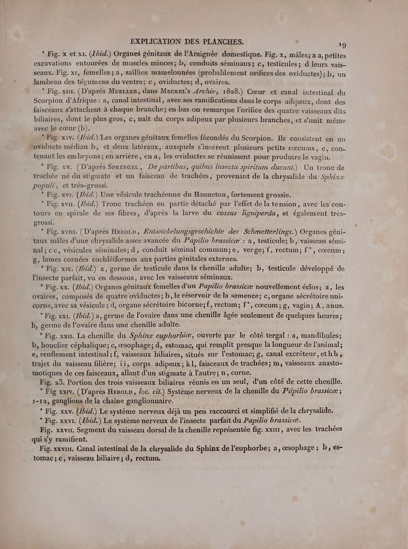 * Fig. x et xr. (Ibid.) Organes génitaux de l’Araignée domestique. Fig. x, mâles; a a, petites excavations entourées de muscles minces; b, conduits séminaux; c, testicules; d leurs vais- seaux. Fig. xr, femelles ; a, saillies: Re (probablement orifices des oviductes);b, un lambeau des tegumens du ventre; c, oviductes; d, ovaires. * Fig. xur. (D’après Muscrer, dans Meerer’s Archiv, 1828.) Cœur et canal intestinal du Scorpion d’Afrique : a, canal intestinal, avec ses ramifications dans le corps adipeux, dont des faisceaux s’attachent à chaque Hehote en bas on remarque Vorifice des quatre vaisseaux dits biliaires, dont le plus gros, c, naît du corps adipeux par plusieurs branches, et s’unit même avec le cœur (b). * Fig. xiv. (lbid.) Les organes génitaux femelles fécondés du Scorpion. Ils consistent en un oviducte médian b, et deux latéraux, auxquels s’insérent plusieurs petits cœcums, c, con- tenant les embryons; en arrière, en a, les oviductes se réunissent pour produire le vagin. * Fig. xv. (D’après Sprengen, De partibus, quibus insecta spiritum ducunt.) Un tronc de trachée né du stigmate et un faisceau de trachées, provenant de la chrysalide du Sphinx populi, et tres-grossi. * Fig. xvr. (Ibid.) Une vésicule trachéenne du Hanneton, fortement grossie. * Fig. xvir. (/bid.) Tronc trachéen en partie détaché par l'effet de la tension, avec les con-. tours en spirale de ses fibres, d’après la larve du cossus ligniperda, et également tres- grossi. * Fig. xvım. (D’après HeroLD, Entwickelungsgeschichte des Schmetterlings.) Organes géni- taux miles d’une chrysalide assez avancée du Papilio brassicæ : a, testicule; b , vaisseau sémi- nal; ce, vésicules séminales; d, conduit séminal commun;e, verge; f, un f*, coecum; g, lies cornées cochleiformes. aux parties génitales externes. * Fig. xıx. (Ibid.) a, germe de testicule dans la chenille adulte; b, testicule développé de liiéeëte parfait, vu en dessous, avec les vaisseaux séminaux. Fig. xx. (/bid.) Organes génitaux femelles d’un Papilio brassicæ nouvellement éclos; a, les ovaires, composés de quatre oviductes; b, le réservoir de la semence; c, organe sécrétoire uni- corne, avec sa vésicule ; d, organe sécrétoire bicorne;f, rectum; f*, coecum;g, vagin; A, anus. * Fig. xxr. (Ibid.) a, germe de l'ovaire dans une chenille 3 âgée seulement de quelques heures; b, germe de l’ovaire dans une chenille adulte. * Fig. xx. La chenille du Sphinx euphorbiæ, ouverte par le côté tergal : a, mandibules; b, bouclier céphalique; c, œsophage; d, estomac, qui remplit presque la longueur de l'animal; e, renflement intestinal ; f, vaisseaux late situés sur l’estomac; g, canal excréteur,ethh, trajet du vaisseau filière; ii, corps adipeux ; kl, faisceaux de trachées; m, vaisseaux anasto- motiques de ces faisceaux, allant d’un stigmate à l'autre; n, corne. Fig. 25. Portion des trois vaisseaux biliaires réunis en un seul, d’un côté de cette chenille. * Fig xxiv. (D’après Heron, oc. cit.) Système nerveux de la chenille du Papilio brassicæ ; 1-12, ganglions de la chaine ganglionnaire. * Fig. xxv. (/bid.) Le système nerveux déjà un peu raccourci et simplifié de la chrysalide. v Fig. xxvi. (Ibid.) Le système nerveux de l’insecte parfait du Papilio brassicæ. Big. xxvır. Segment’ du vaisseau dorsal de la chenille représentée fig. xxurr, avec les trachées qui s’y hit Fig. xxvin. Canal intestinal de la ride du Sphinx de l’euphorbe; a, œsophage; b, es- tomac;.c, vaisseau biliaire; d, rectum.