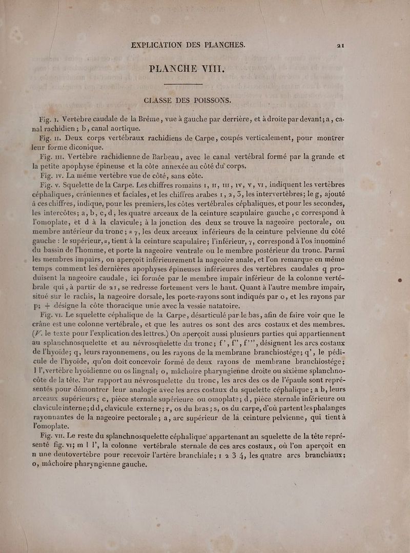 PLANCHE VIII CLASSE DES POISSONS. Fig. 1. Vertebre caudale de la Brême, vue à gauche par derrière, et à droite par devant;a, ca- nal rachidien ; b, canal aortique. Fig. ır. Deux corps vertébraux rachidiens de Carpe, coupés verticalement, pour montrer leur forme diconique. Fig. 1. Vertebre rachidienne de Barbeau, avec le canal vertébral formé par la grande et la petite apophyse épineuse et la côte annexée au côté du’ corps. Fig. 1v. La même vertebre vue de côté, sans côte. Fig. v. Squelette de la Carpe. Les chiffres romains 1, 11, 11, ıv, v, V1, indiquent les vertèbres céphaliques, cräniennes et faciales, et les chiffres arabes 1, 2, 3, les intervertèbres; leg, ajouté à ces chiffres, indique, pour les premiers, les côtes vertébrales céphaliques, et pour les secondes, les intercôtes; a,b, c,d;, les quatre arceaux de la ceinture scapulaire gauche ,c correspond à lomoplate, et d à la clavicule; à la jonction des deux se trouve la nageoire pectorale, ou membre antérieur du tronc ; « y, les deux arceaux inférieurs de la ceinture pelvienne du côté gauche : le supérieur, «, tient à la ceinture scapulaire; l’inférieur, y, correspond à los innominé du bassin de l’homme, et porte la nageoire ventrale ou le membre postérieur du tronc. Parmi les membres impairs, on aperçoit inférieurement la nageoire anale, et l’on remarque en même temps comment les dernières apophyses épineuses inférieures des vertèbres caudales q pro- duisent la nageoire caudale, ici formée par le membre impair inférieur de la colonne verté- brale qui, à partir de 21, se redresse fortement vers le haut. Quant à l’autre membre impair, situé sur le rachis, la nageoire dorsale, les porte-rayons sont indiqués par o, et les rayons par p; + désigne la côte thoracique unie avec la vessie natatoire. Fig. vr. Le squelette céphalique de la Carpe, désarticulé parle bas, afin de faire voir que le crâne est une colonne vertébrale, et que les autres os sont des arcs costaux et des membres. (Y. le texte pour lexplication des lettres.) On aperçoit aussi plusieurs parties qui appartiennent au splanchnösquelette et au névrosquelette du tronc; £?, £”, f””, désignent les arcs costaux de lhyoide; q, leurs rayonnemens, ou les rayons de la membrane branchiostége; q’, le pédi- cule de l’hyoïde, qu’on doit concevoir formé de deux rayons de membrane branchiostége ; 1 l’,vertèbre hyoïdienne ou os lingnal; o, mâchoire pharyngienne droite ou sixième splanchno- côte de la tête. Par rapport au névrosquelette du tronc, les arcs des os de l’épaule sont repré- sentés pour démontrer leur analogie avec les arcs costaux du squeleite céphalique ; a b, leurs arceaux supérieurs; €, pièce sternale supérieure ou omoplate; d, pièce sternale inférieure ou claviculeinterne; dd ,clavicule externe; r, os du bras; s, os du carpe, d’où partentles phalanges rayonnantes de la nageoire pectorale; a, arc superieur de la ceinture pelvienne, qui tient à l’omoplate. Fig. vır. Le reste du splanchnosquelette céphalique’ appartenant au squelette de la tete repré- senté fig. vi; m | I’, la colonne vertébrale sternale de ces arcs costaux, où l’on aperçoit en n une deutovertebre pour recevoir l'artère branchiale; ı 2 3 4, les quatre arcs branchiaux ; o, mâchoire pharyngienne gauche.