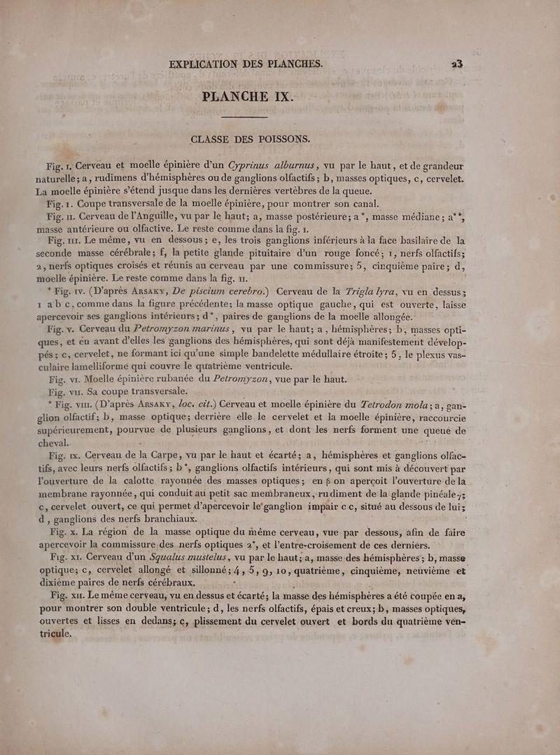 PLANCHE IX. CLASSE DES POISSONS. Fig. 1. Cerveau et moelle épinière d’un Cyprinus alburnus, vu par le haut, et de grandeur naturelle; a, rudimens d’hemispheres ou de ganglions olfactifs ; b, masses optiques, c, cervelet. La moelle épinière s’étend jusque dans les dernières vertèbres de la queue. Fig. 1. Coupe transversale de la moelle &amp; épinière, pour montrer son canal. Fig. 1. Cerveau de!’ Anguille, vu par le haut; a, masse postérieure ; a *, masse médiane ; a**, pbs antérieure ou olfactive. Le reste comme dans la fig. 1. Fig. nr. Le même, vu en dessous; e, les trois ganglions inférieurs à la face basitré de la seconde masse éérébhale : f, la petite de pittitirre d’un rouge foncé; 1, nerfs olfactifs; 2, nerfs optiques croisés et réunis au cerveau par une commissure; 5, cinquième paire; d, moelle épinière. Le reste comme dans la fig. 11. * Fig. 1v. (D’après Arsaky, De piscium REED) Cerveau de la 7rigla Iyra, vu en dessus; ı ab c, comme dans la figure ee la masse optique gauche, qui est ouverte, laisse apercevoir ses ganglions intérieurs; d*, paires de ganglions de la moelle allongée. Fig. v. Cerveau du Petromyzon marinus, vu par le haut; a, hémisphères; je masses opti- ques; et en avant d'elles les cn NU des hémisphères, qui sont déjà manifestement dévelop- pes; c, cervelet, ne formant ici qu'une simple bandelette médullaire étroite ; 5, le plexus vas- culhire lamelliformé qui couvre le quatrième ventricule. Fig. vr. Moelle épinière rubanée du Petr GRRRO, vue par le haut. Fig. vu. Sa coupe transversale. * Fig. vu. (D’ après Arsaxy, loc. cit.) Cerveau et moelle épinière du Zetr odon mola : ‚a, gan- glion olfactif; b, masse optique; derrière elle le cervelet et la moelle épinière, raccourcie D ous, pourvue de plusieurs ganglions, et ace les nerfs forment une so de cheval. Fig. rx. Cerveau de la Carpe, vu par le haut et écarté; a, hémisphères et ganglions olfac- tifs, avec leurs nerfs olfactifs; b*, g ganglions olfactifs intérieurs, qui sont mis à découvert par l'ouverture de la calotte rayonnée des masses optiques ; en f on aperçoit l'ouverture de la membrane rayonnée, qui conduit au petit sac membraneux, rudiment de la glande pinéale-; c, cervelet ouvert, ce qui permet d’apercevoir le'ganglion impair cc, situé au dessous de lui; d , ganglions des nerfs branchiaux. Fig. x. La région de la masse optique du même cerveau, vue par dessous, kin de faire apercevoir la commissure,des .nerfs optiques 2*, et l’entre-croisement de ces derniers. Fig. x1. Cerveau d’un Squalus. mustelus, vu par le haut; a, masse.des hémisphères ; b, masse optique; c, cervelet allongé et sillonne; 4,5, 9, 10, quatrieme, cinquième, neuvième et dixieme paires de nerfs cérébraux. ; Fig. xır. Le même cerveau, vu en dessus et écarté; la masse des hémisphères aété coupée en a, pour montrer son double ventricule; d, les nerfs olfactifs, épais et creux; b, masses optiques, ouvertes et lisses en dedans; c, FF SR du cervelet ouvert et bords du quatrième ven- trieule.