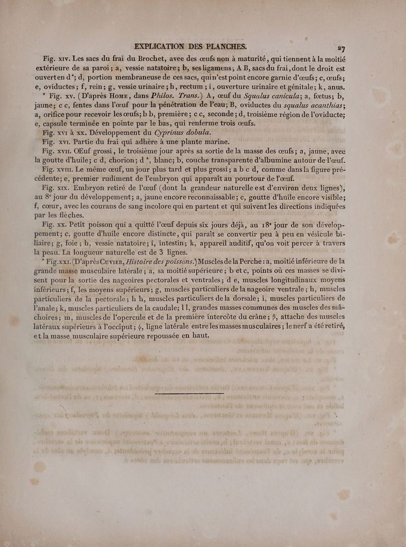 Fig. xıv. Les sacs du frai du Brochet, avee des œufs non à maturité, qui tiennent à la moitié extérieure de sa paroi; a, vessie natatoire; b, sesligamens; A B, sacs du frai, dont le droit est ouverten d*; d, portion membraneuse de ces sacs, quin’est point encore garnie d'œufs; c, œufs; e, oviductes; f, rein; g, vessie urinaire ; h, rectum ; i, ouverture urinaire et génitale; k, anus. * Fig. xv. (D’après Home, dans Philos. Trans.) A, œuf du Squalus canicula; a, fœtus; b, jaune; c c, fentes dans l’œuf pour la pénétration de l’eau; B, oviductes du squalus acanthias; a, orifice pour recevoir les œufs; b b, premiere; cc, seconde; d, troisième région de l’oviducte; e, capsule terminée en pointe par le bas, qui renferme trois œufs. Fig. xvi à xx. Développement du Cyprinus dobula. Fig. xvı. Partie du frai qui adhère à une plante marine. Fig. xvır. OEuf grossi, le troisieme jour apres sa sortie dela masse des oeufs; a, jaune, avec la goutte d’huile; c d, chorion; d *, blanc; b, couche transparente d’albumine autour de l'œuf. Fig. xvrir. Le même œuf, un jour plus tard et plus grossi; a b c d, comme dans la figure pré- cédente; e, premier rudiment de l'embryon qui apparaît au pourtour de l'œuf. Fig. xx. Embryon retiré de l’œuf (dont la grandeur naturelle est d’environ deux lignes), au 8° jour du développement; a, jaune encore reconnaissable; c, goutte d’huile encore visible; f, cœur, avec les courans de sang incolore qui en partent et qui suivent les directions indiquées par les flèches. Fig. xx. Petit poisson qui a quitté l’œuf depuis six jours déjà, au 18° jour de son dévelop- pement; c, goutte d'huile encore distincte, qui paraît se convertir peu à peu en vésicule bi- liaire; g, foie ; h, vessie natatoire; i, intestin; k, appareil auditif, qu’on voit percer à travers la peau. La longueur naturelle est de 3 lignes. * Fig.xxr. (D’après Cuvir, Histoire des poissons.) Muscles de la Perche: a, moitié inférieure de la grande masse musculaire latérale ; a, sa moitié supérieure ; b etc, points où ces masses se divi- sent pour la sortie des nageoires pectorales et ventrales; d e, muscles longitudinaux moyens inférieurs ; f, les moyens supérieurs; g, muscles particuliers de la nageoire ventrale ; h, muscles particuliers de la pectorale; h h, muscles particuliers dela dorsale; i, muscles particuliers de Vanale; k, muscles particuliers de la caudale; 11, grandes masses communes des muscles des mâ- choires; m, muscles de l’opercule et de la premiere intercôte du crâne; ß, attache des muscles latéraux supérieurs à l’occiput; y, ligne latérale entre les masses musculaires ; lenerf a été retiré, et la masse musculaire supérieure repoussée en haut.