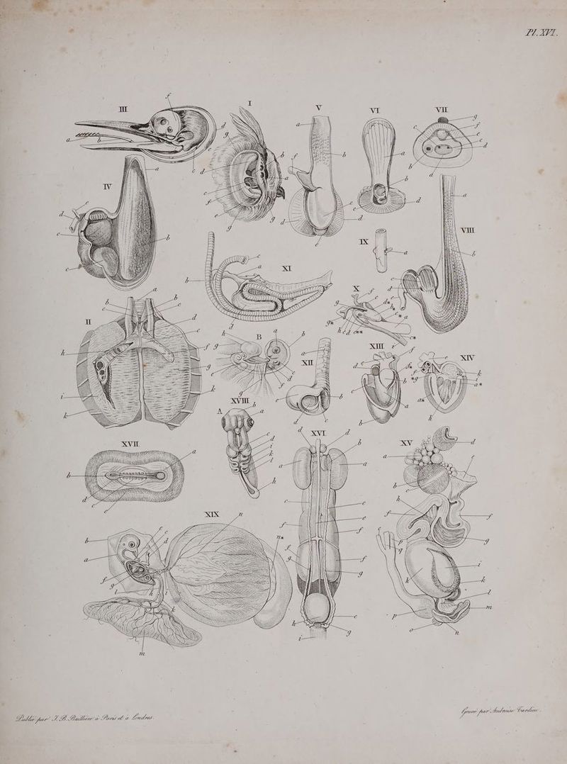 ZT. XVI. Amtroase Pardieu . > } re re 7 y 7 27777772 24 RB. PBallière 72 Pris La Londres Ô