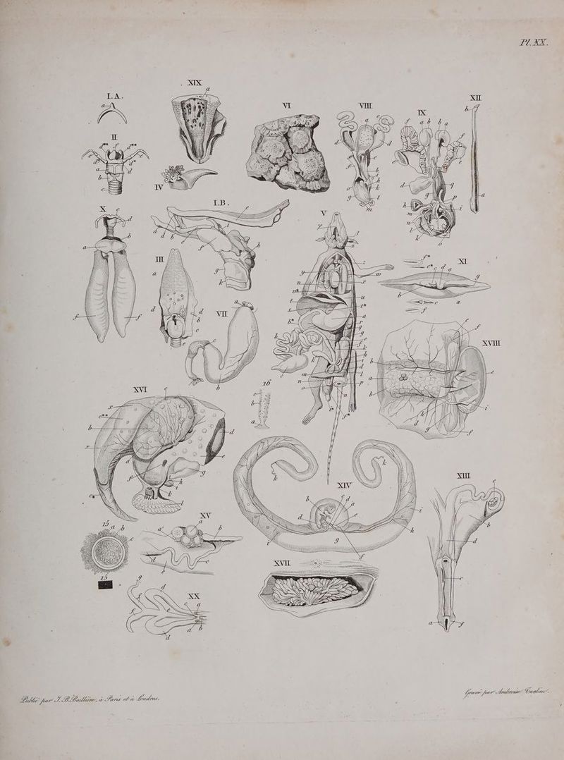 FU. XX. PU far S PB Plone. à Boris een Louer. Grave, Kar: Anton Conte.