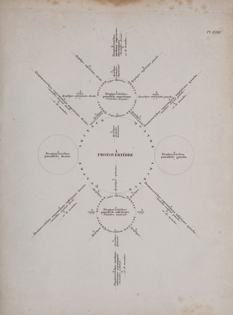 # M Ua Ë EN: HO :S SR à SELS NS Das À > E Rte À ER De OÙ N ÈS à 3 À = En Pt = a jr #, x . . Es ER bi EE e DIN x“ > Ne) SER ne e ; = à S A Re = SEE ee w a ER. je or een D) NA &amp; A « … = Pr en © 2 é ‘ 3 © Zn De Ss Deutovertebre 8, Corps sn Es Pc opluyse articulaire droüte | parallele superieure | Apophyse CT Due 202 x = Hu, \ / Vertebre tergale) 2 AL a re = &amp; Key = os Le Ce) 49°4 v CS + ? 2 sy wo = EG ° &amp; pe = =? 29 € a 8, x) © LR j % ET a aient Re, x % Bere FE Br £ 9, Der: x” ee Ÿ OL | SR 23 > III $ SRE 7 ---7-- = N er SA © $$$ ac Far de &amp; A Su . = 4 E : a] D ie) / À ï 2. \ 1. Y \ { Deutovertèbre 1 PROTOVE RTE BEE \ D re. tebre H \ parallele droite H 5 | parallele gauche } \ An RN x ! à Fr HA / 5 a S ar ; ES x RN (>) ee » Ce &amp; nt A 207 D x À € NS o N Mar <° ARTS à Ç 7 D © IE CHE == NS che 5 9, E no ®w Es Po Sen Ss SUP, hr > s = “rP ete. M + gr A = mr > We © S < % SE : É og A a 5. à Dentsvertähre er. 2 SE à hop Corps | Baalde inférieure \ COTPS Er ete. Es? Ro Ne (Vertebre ventrale) SE = BR de © à ER, af 1 ” x RE 2 | D ©) ©, Te x &amp; e) © &amp; ® d De) “a w À © 3 SES Fe, De ® 2 u Ÿ 2 ‘oO > EEE ER Bee NE 9 016 $ PES : ET BER DS u PL ZXIT.